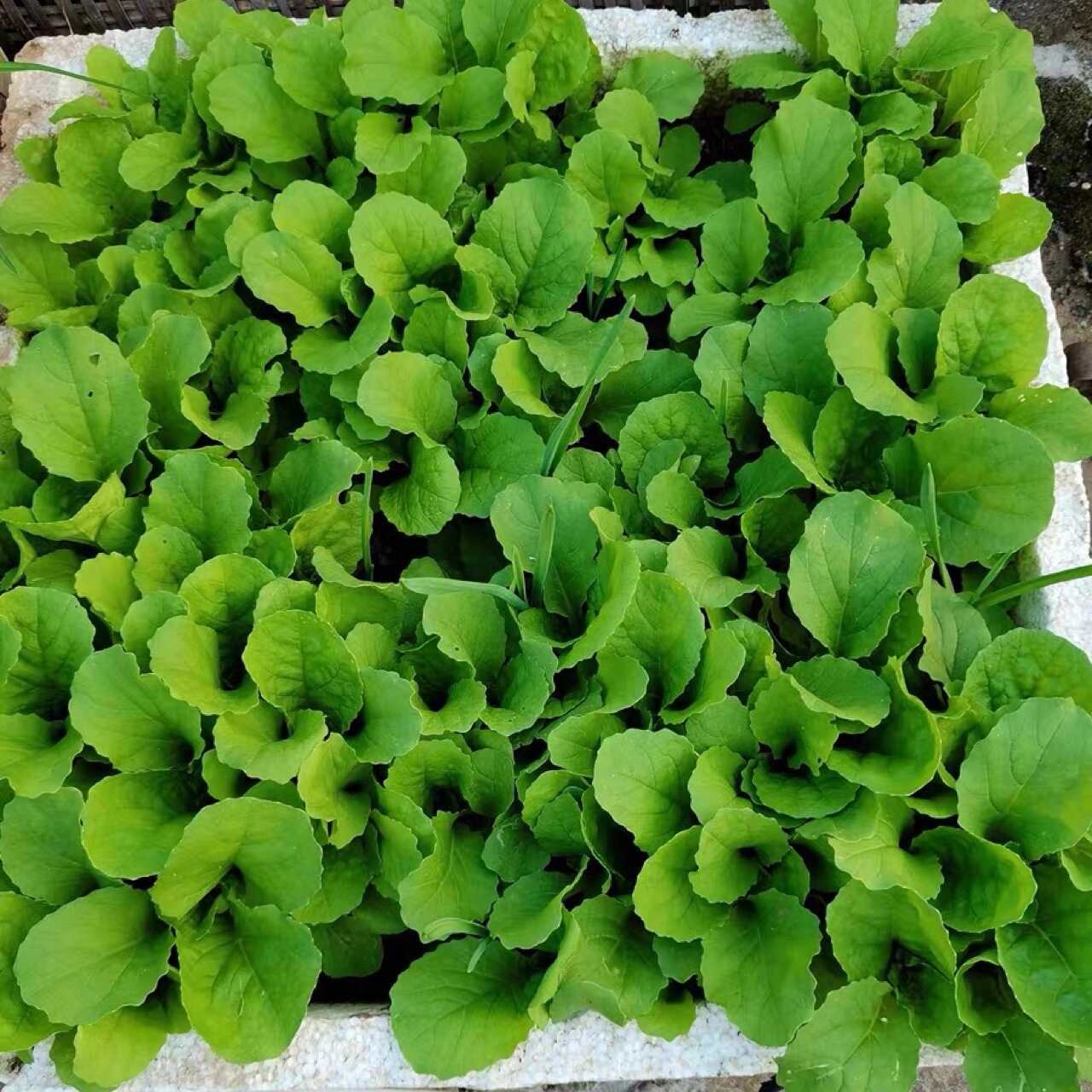 阳台盆栽小白菜(这个冬天实现青菜自由了) 阳台种植速生蔬菜品种4:小