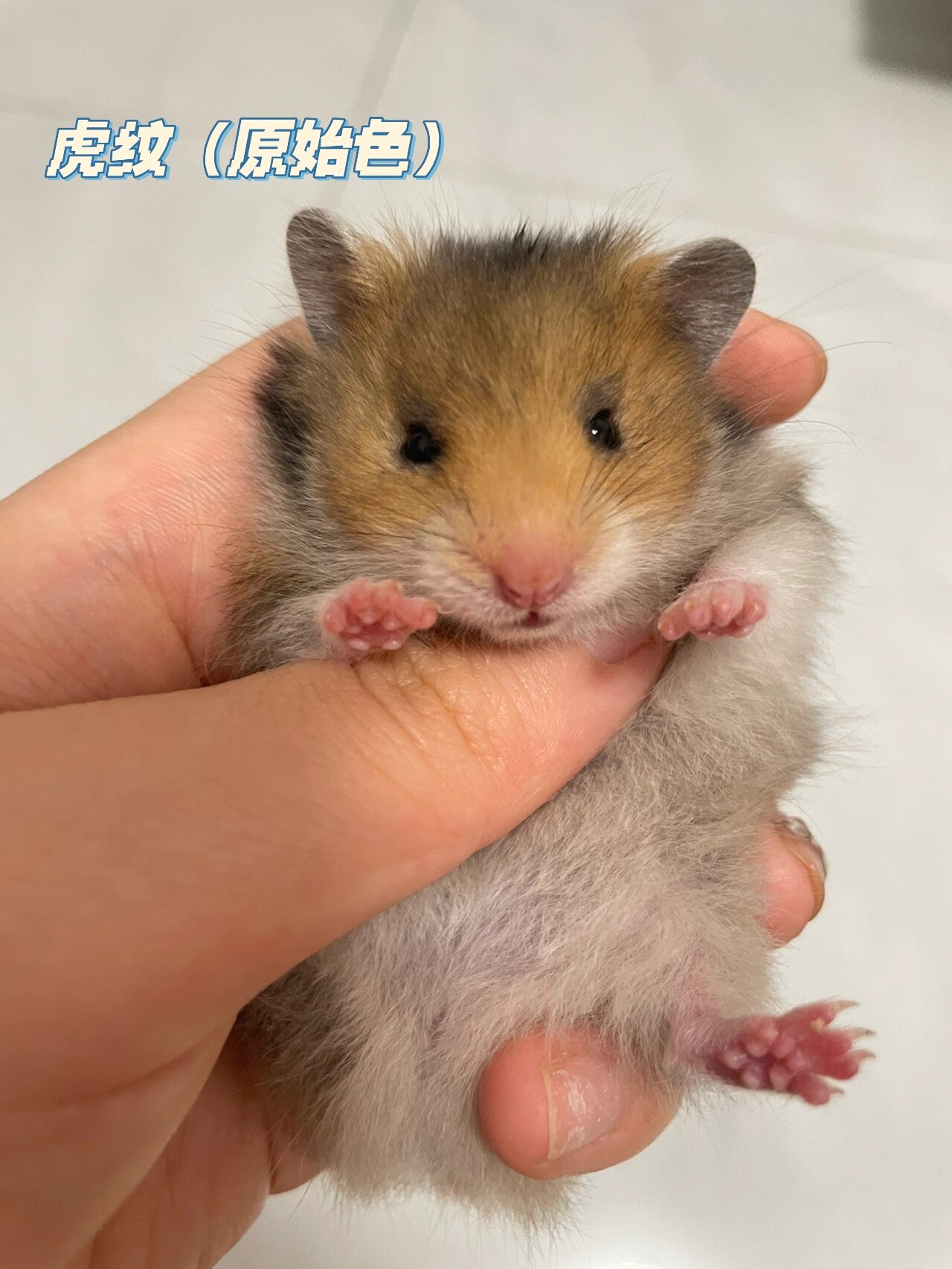 看图识金丝熊品种