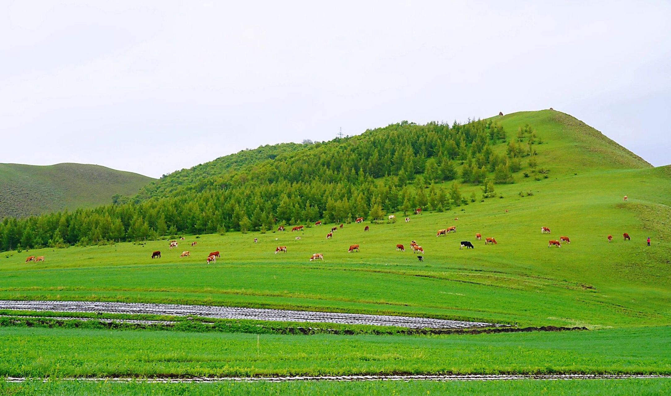 丰宁坝上,云中草原    又到了琢磨周末去哪的时候,天热不想爬山.