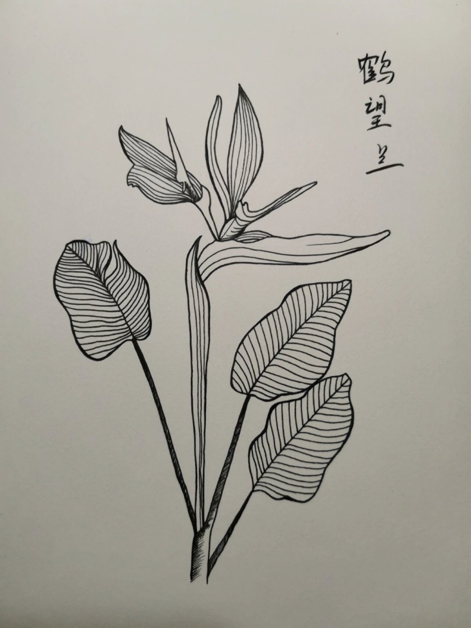 学画画127～鹤望兰(附步骤) 临摹《一笔一世界》 鹤望兰又名天堂鸟