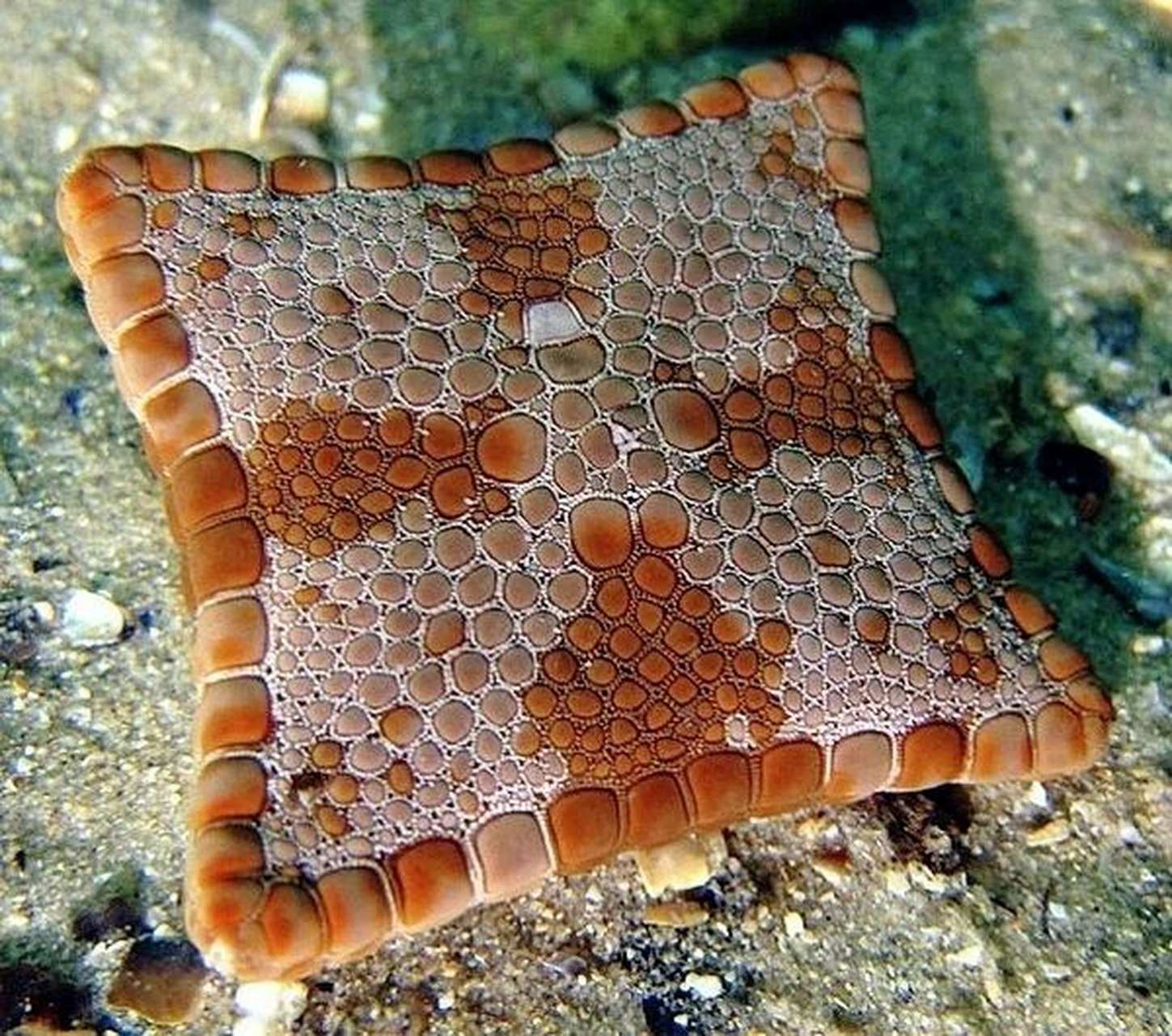 海之星|star fish pic项链海星是一种宝石状的海星,身上多为红色或