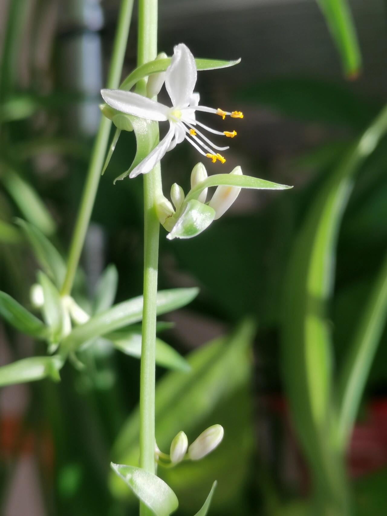 吊兰开花