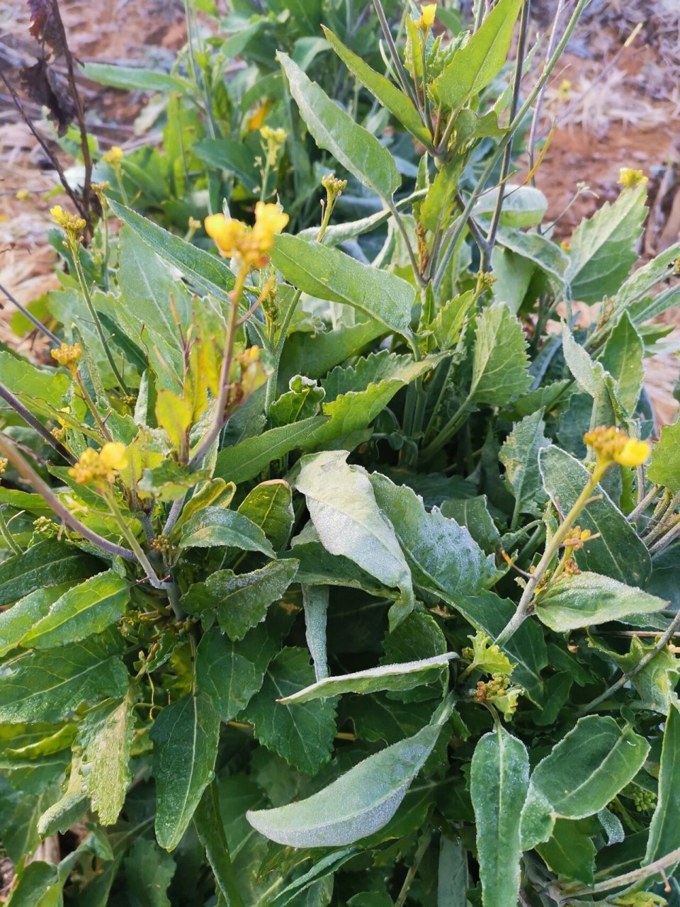 蔊菜  别名:辣米菜,野油菜 性味:味辛,性凉,无毒.