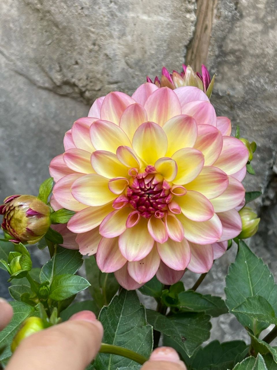 同一个颜色的大丽花和小丽花,你喜欢哪个?