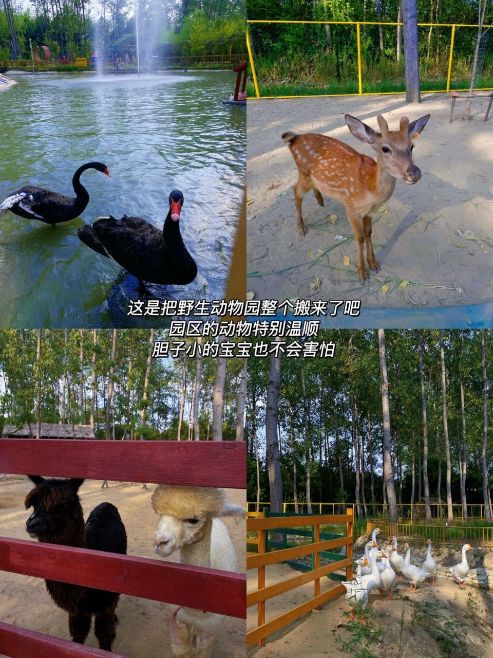 榆次湿地公园动物园图片