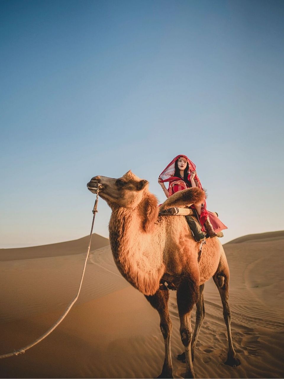 中卫旅拍|沙漠骆驼97