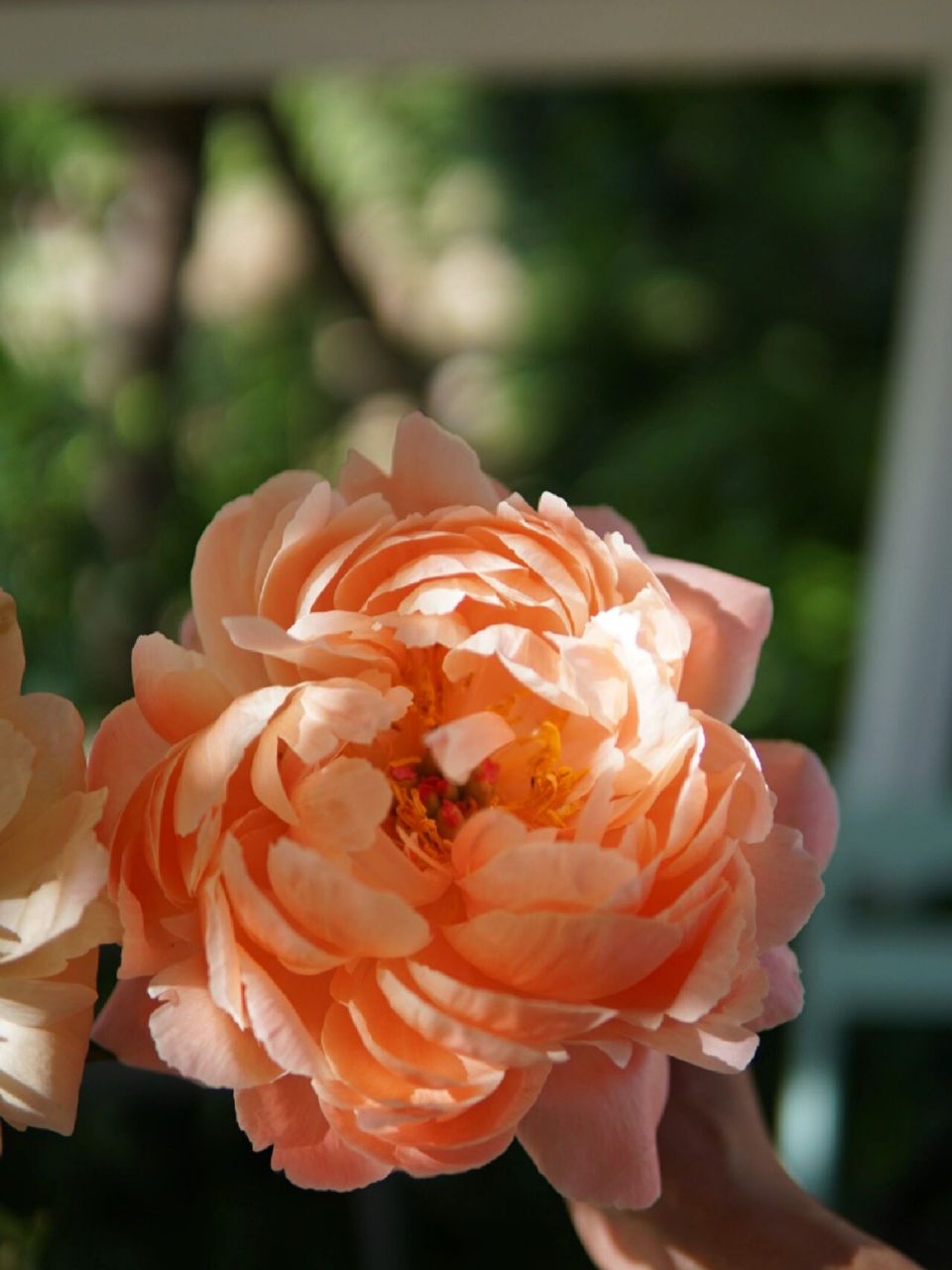 魅力珊瑚和落日珊瑚的区别 以图为证 同等规格大小的比较 市面上的