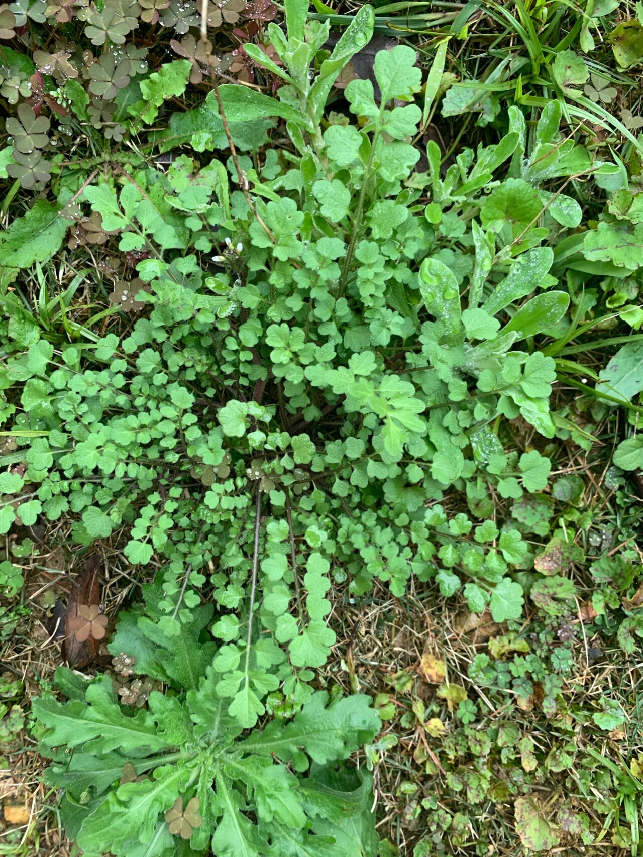 假荠荠菜图片图片