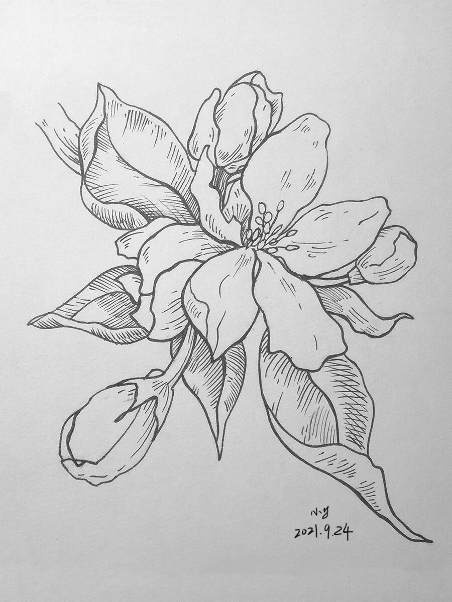 苹果花线稿95|针管笔手绘|花卉|附过程图