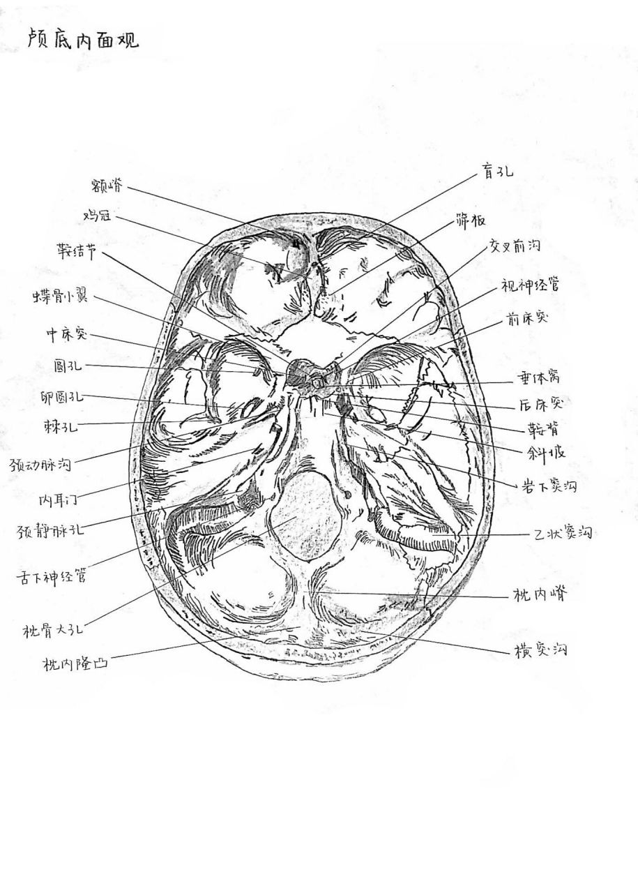 手绘 颅底内面观 大一写的系统解剖学作业. 没学过画画,模仿了很久.
