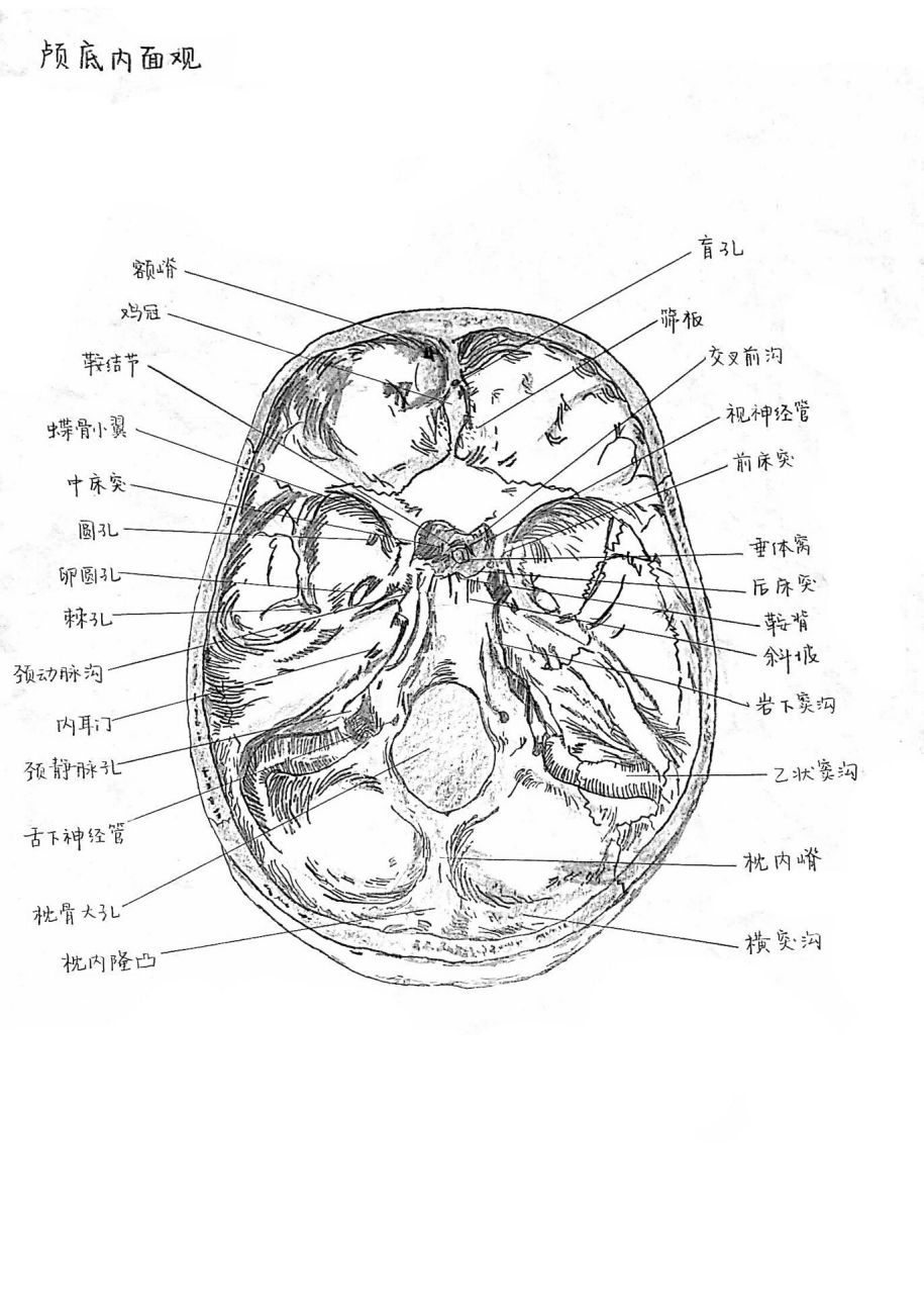 颅底外面观解剖手绘图图片