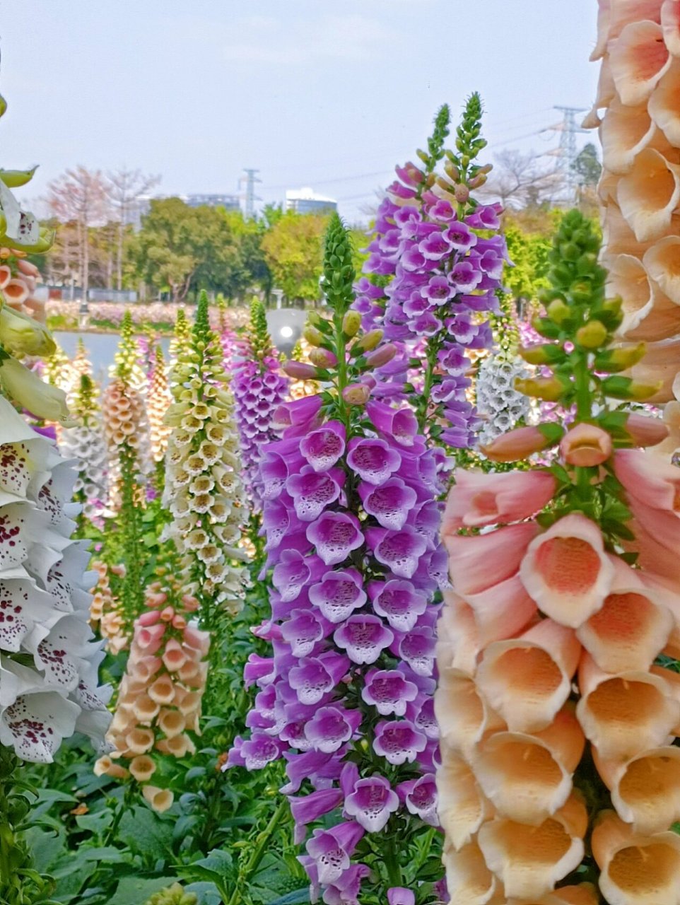 顺峰山公园的花海美得像在童话世界里6015 周末和男朋友来到