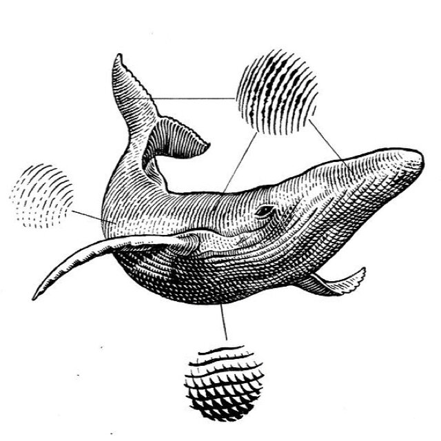 图解教程 | 黑白插画--蓝鲸