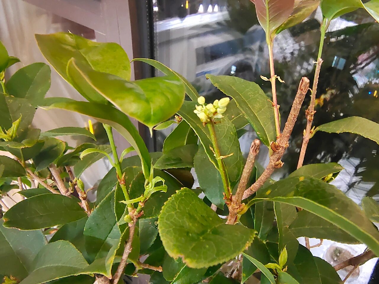 天香台阁桂花叶子图片