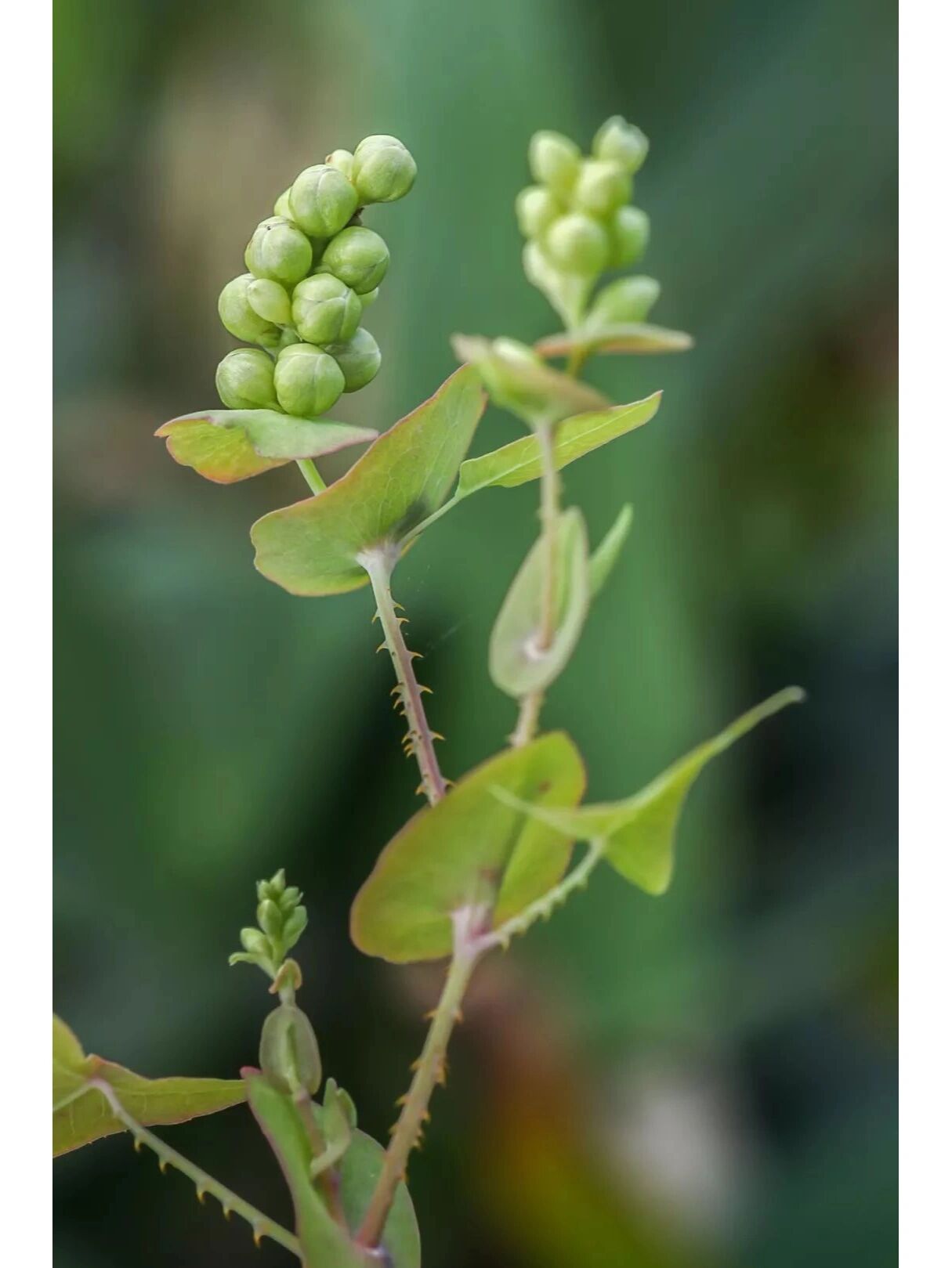 别名扛板归刺犁头贯叶蓼蛇倒退 科属蓼科蓼属一年生草本