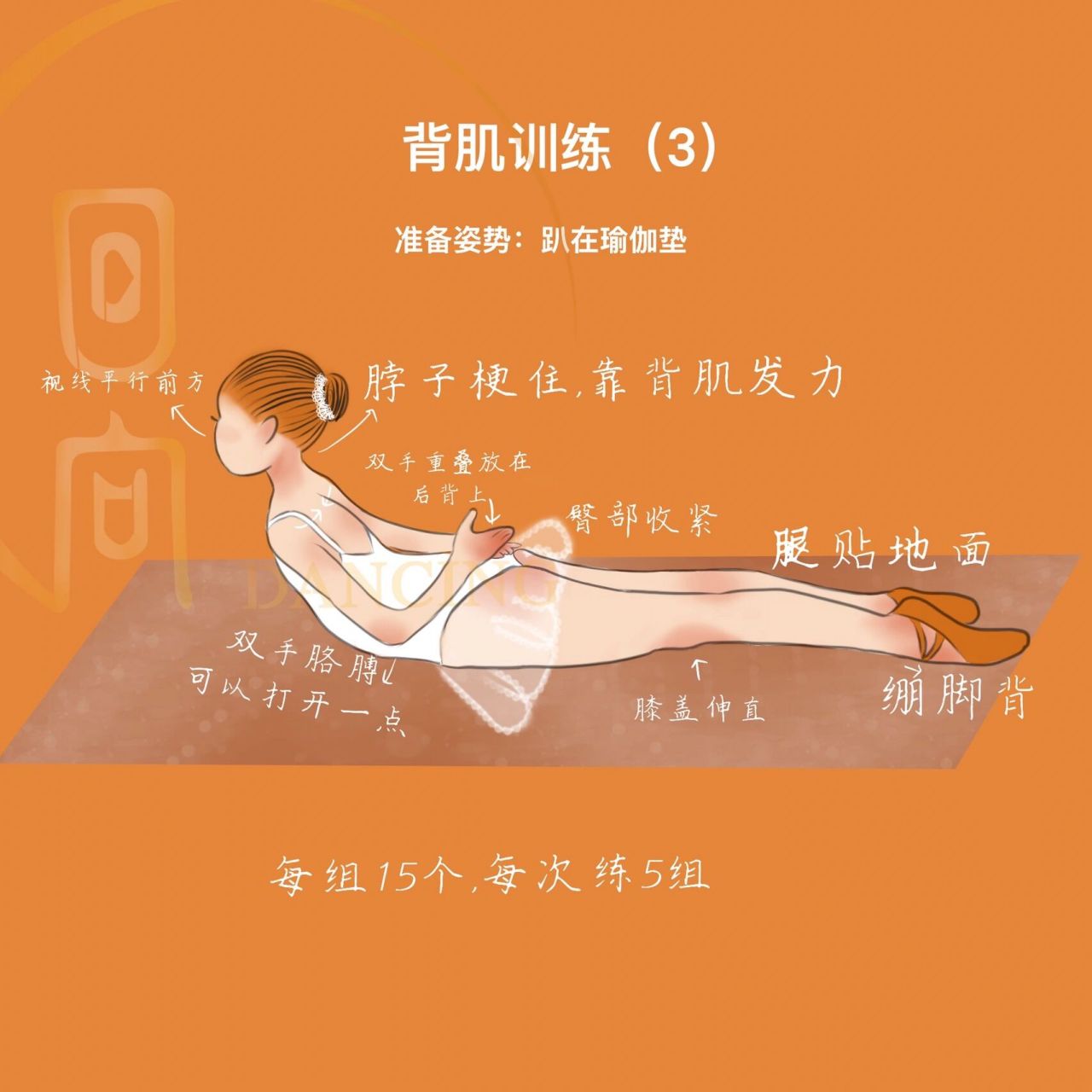 每日一练i背肌训练(3) 舞蹈必练 腹背肌在舞蹈基本功中占有非常重要的