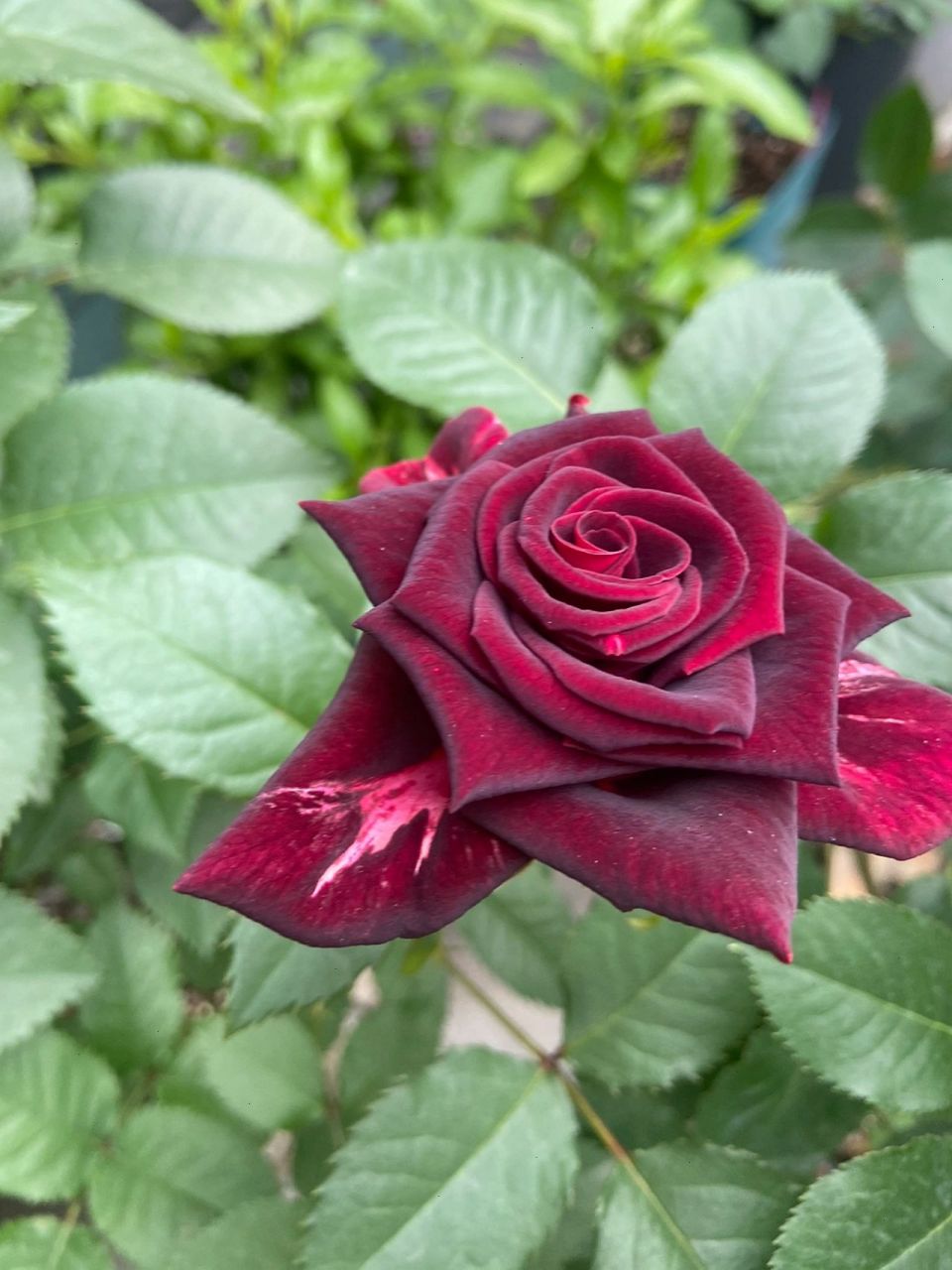 我和我的100颗月季之紫罗兰 39号选手:紫罗兰 没有黑巴克,那就入棵