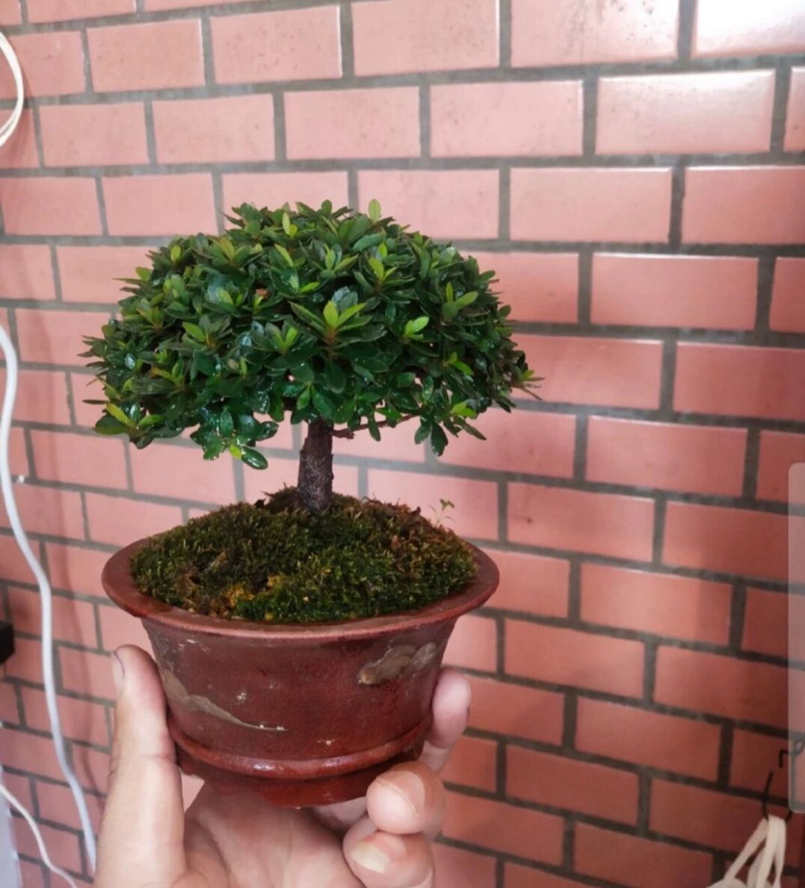 日本杜鹃早乙女