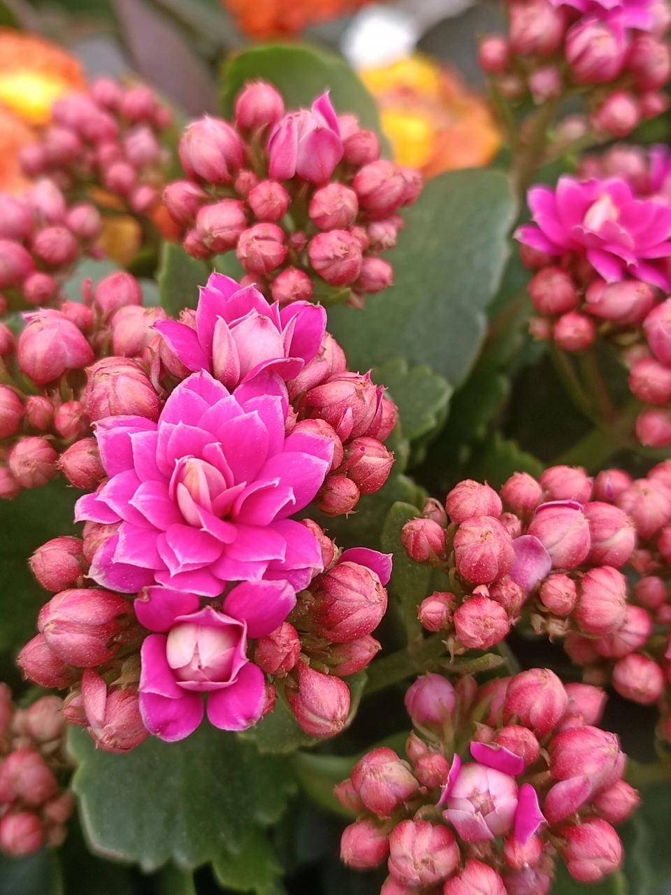 长寿花——紫风铃(彩妙系列) 很鲜艳明亮的紫红色中花.