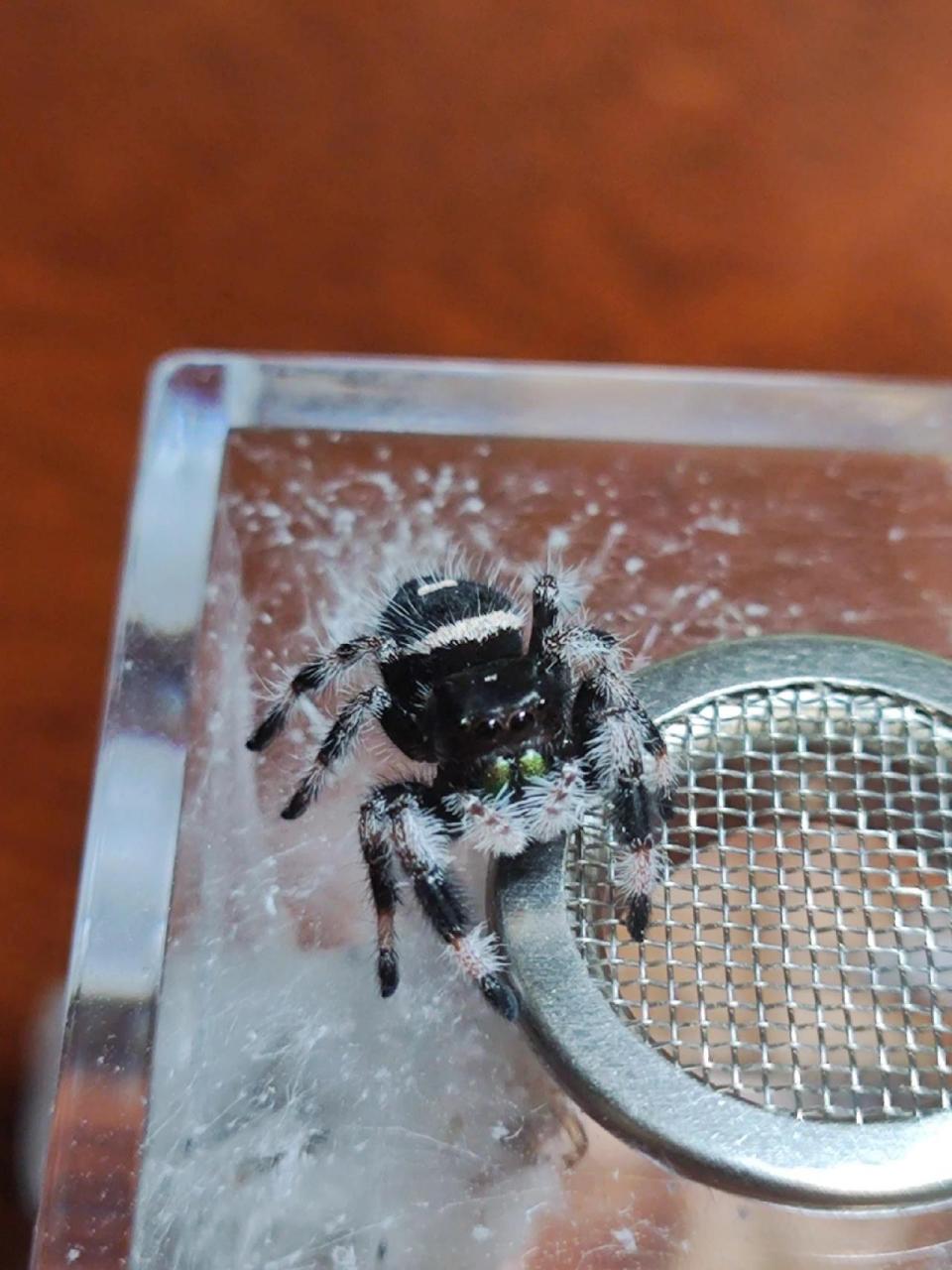 小跳蛛饲养终极篇99 环境布置篇 幼体蜘蛛一般都是用离心管寄来的