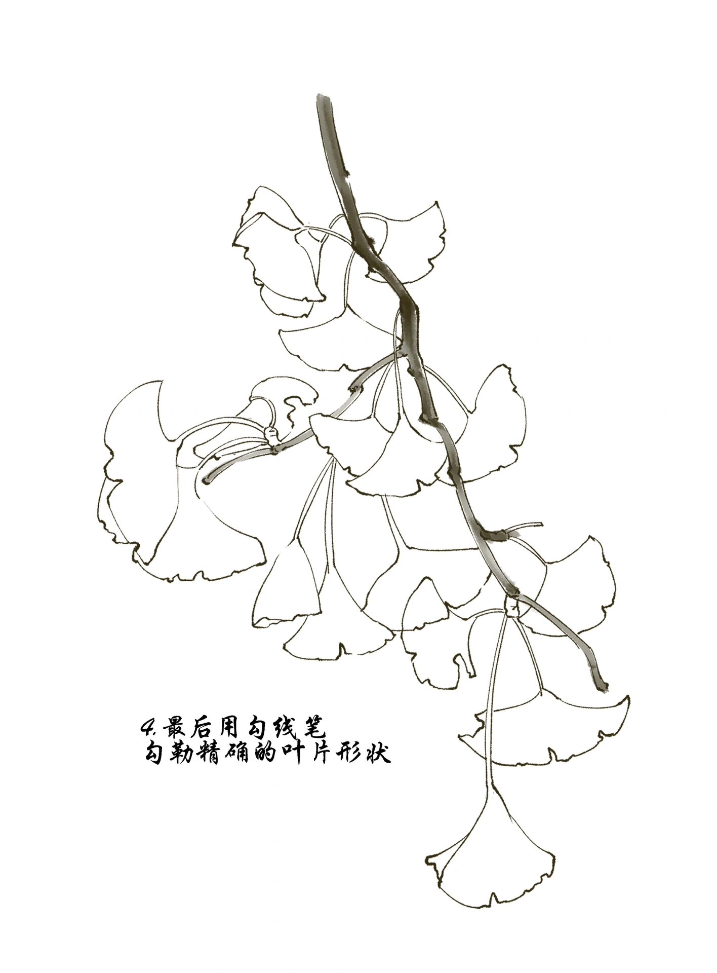 银杏叶线稿绘画步骤解析