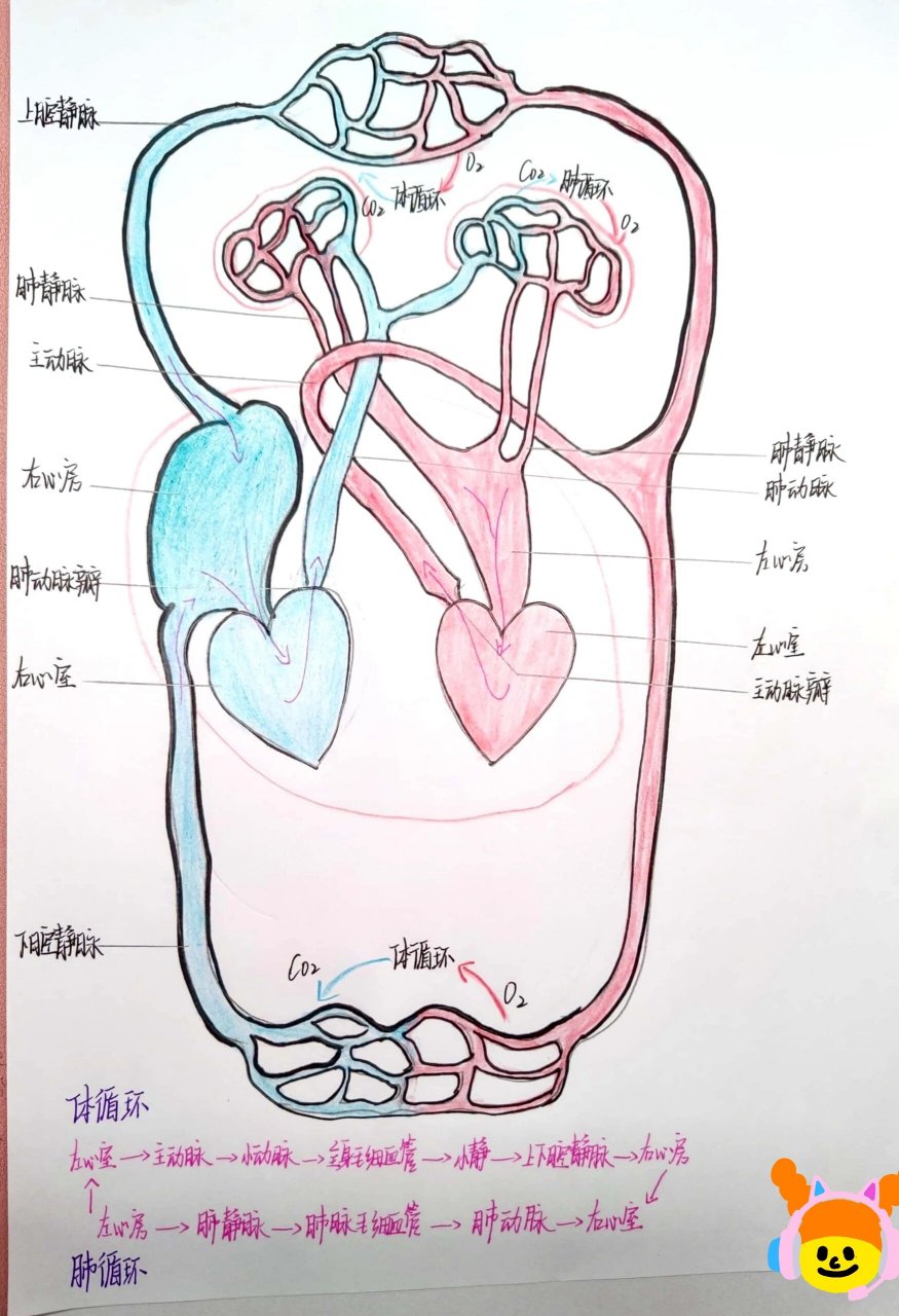 血液循环的途径简笔画图片