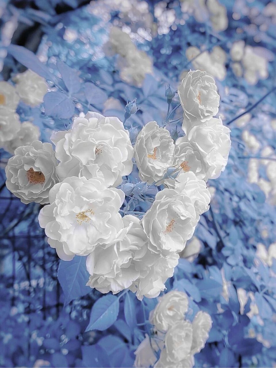 蔷薇花|玫瑰花素材治愈系鲜花素材唯美意境