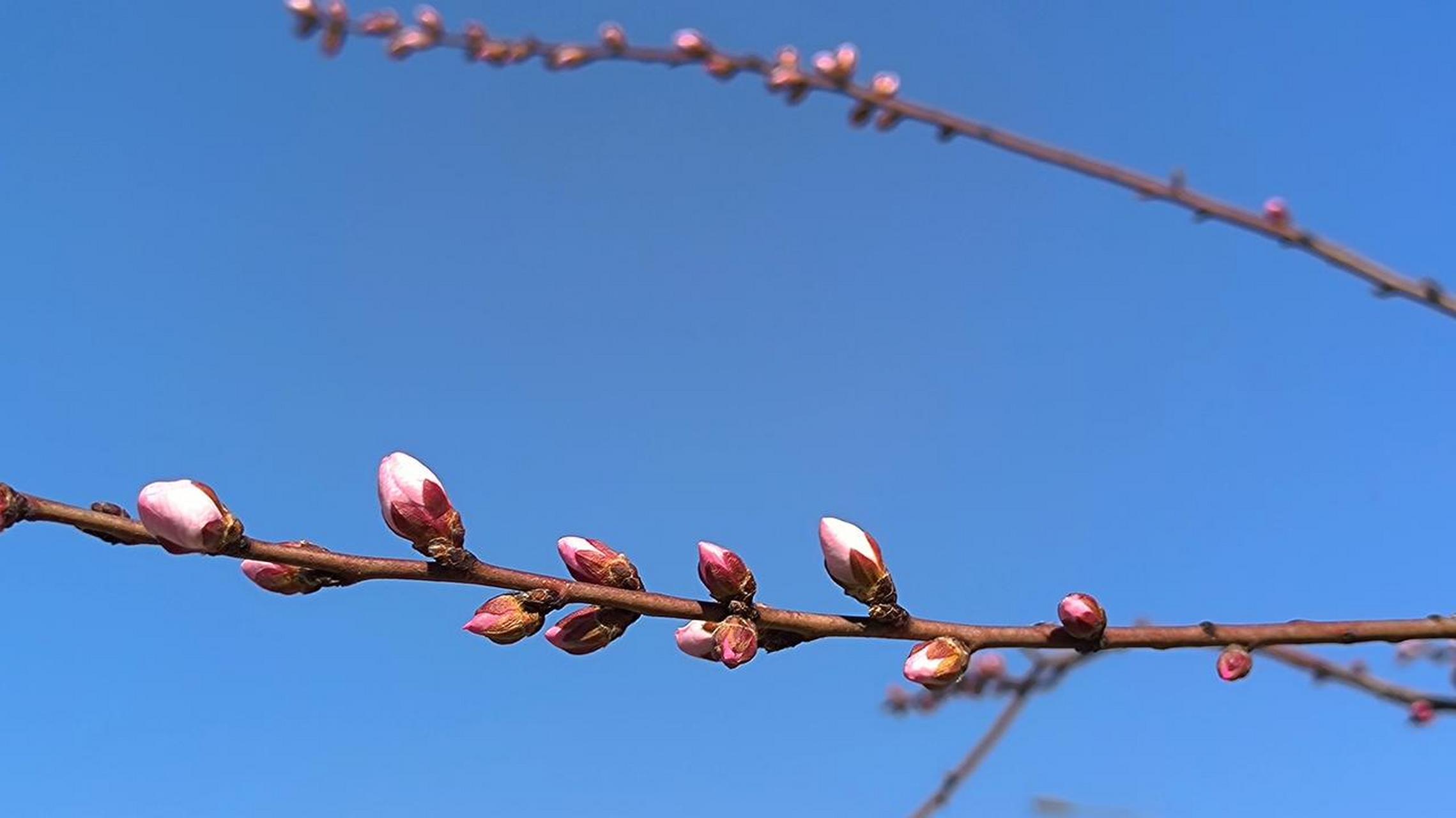 桃花含苞待放图片