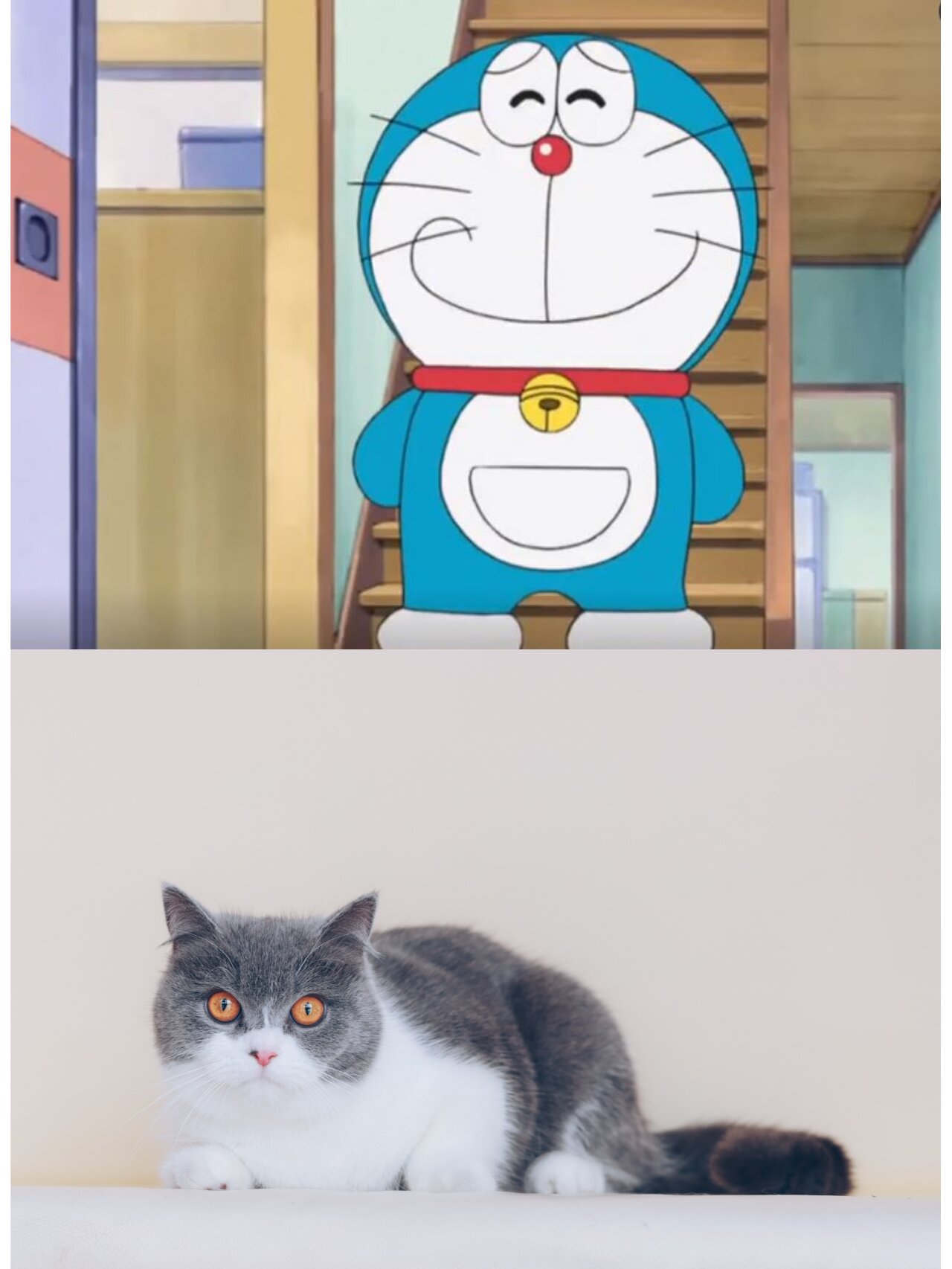 动漫里的猫 哆啦a梦日语ドラえもん旧时多译为叮当小叮当是