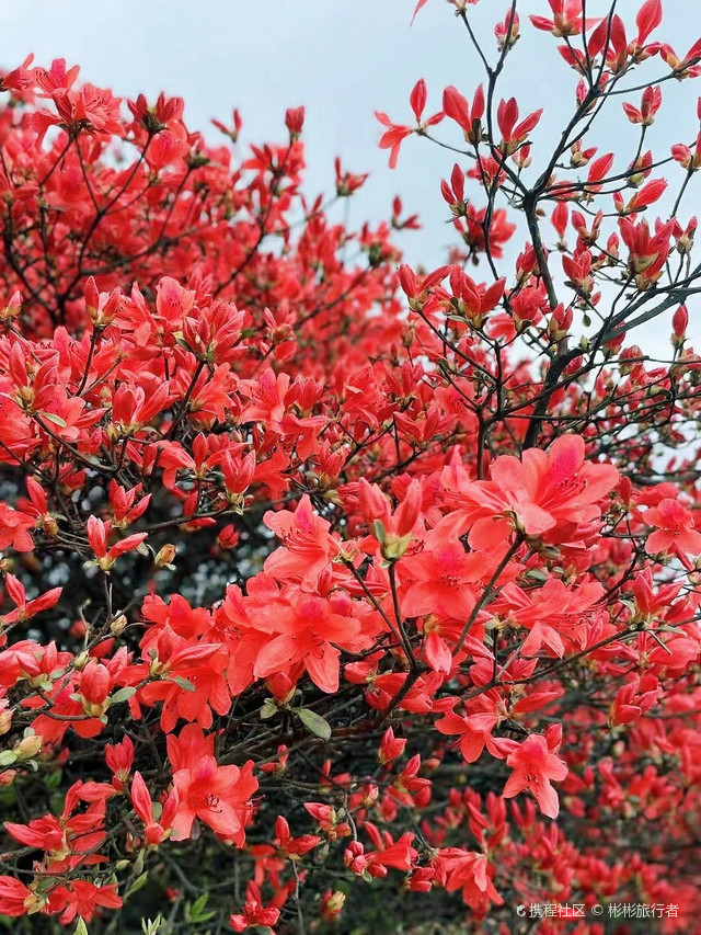 高山杜鹃花海!从化通天蜡烛等你来探索_通天蜡烛山攻略