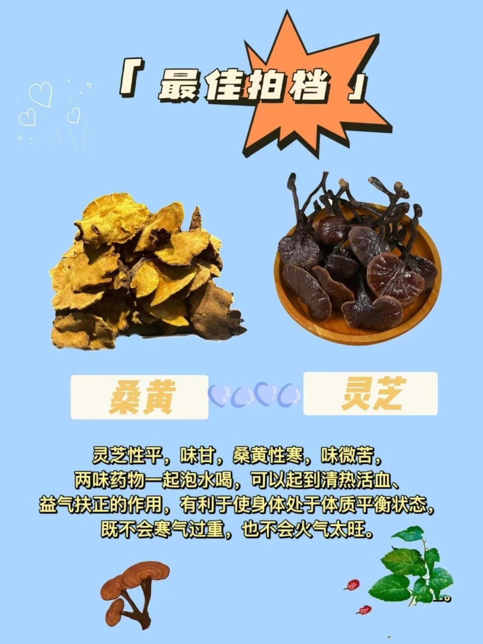 桑黄的食用方法图片