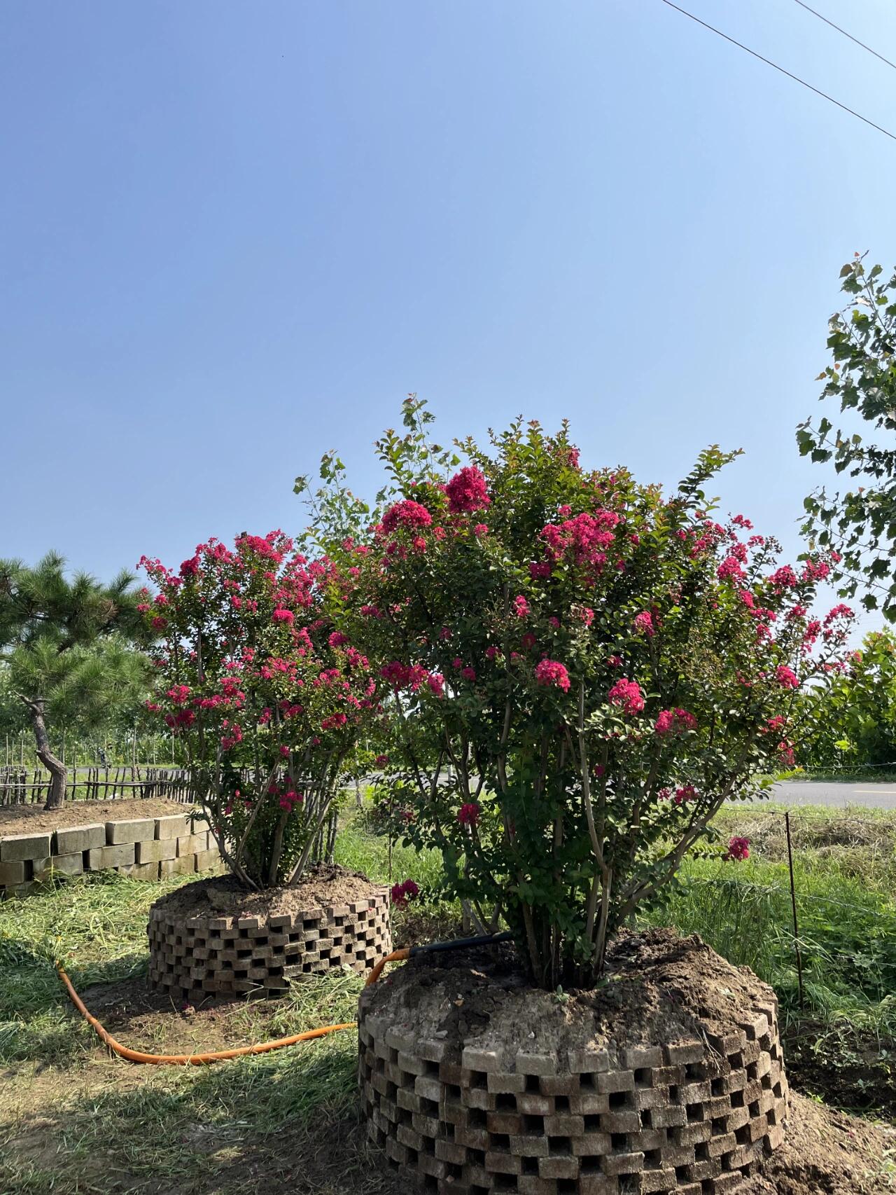 满树繁花——百日红94