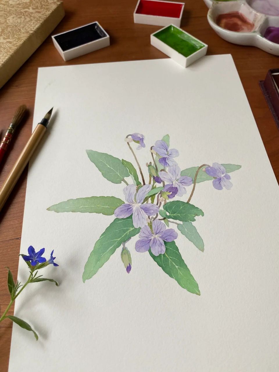 颜彩手绘|春天里的小野花,紫花地丁