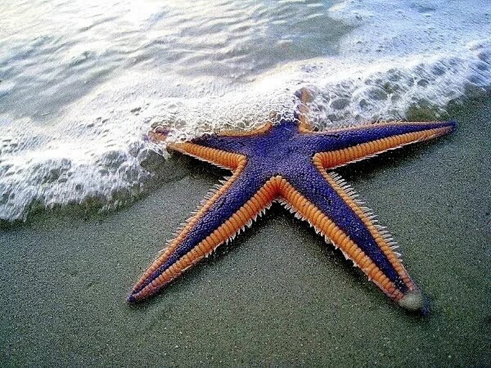 fish pic项链海星是一种宝石状的海星,身上多为红色或橙色图案