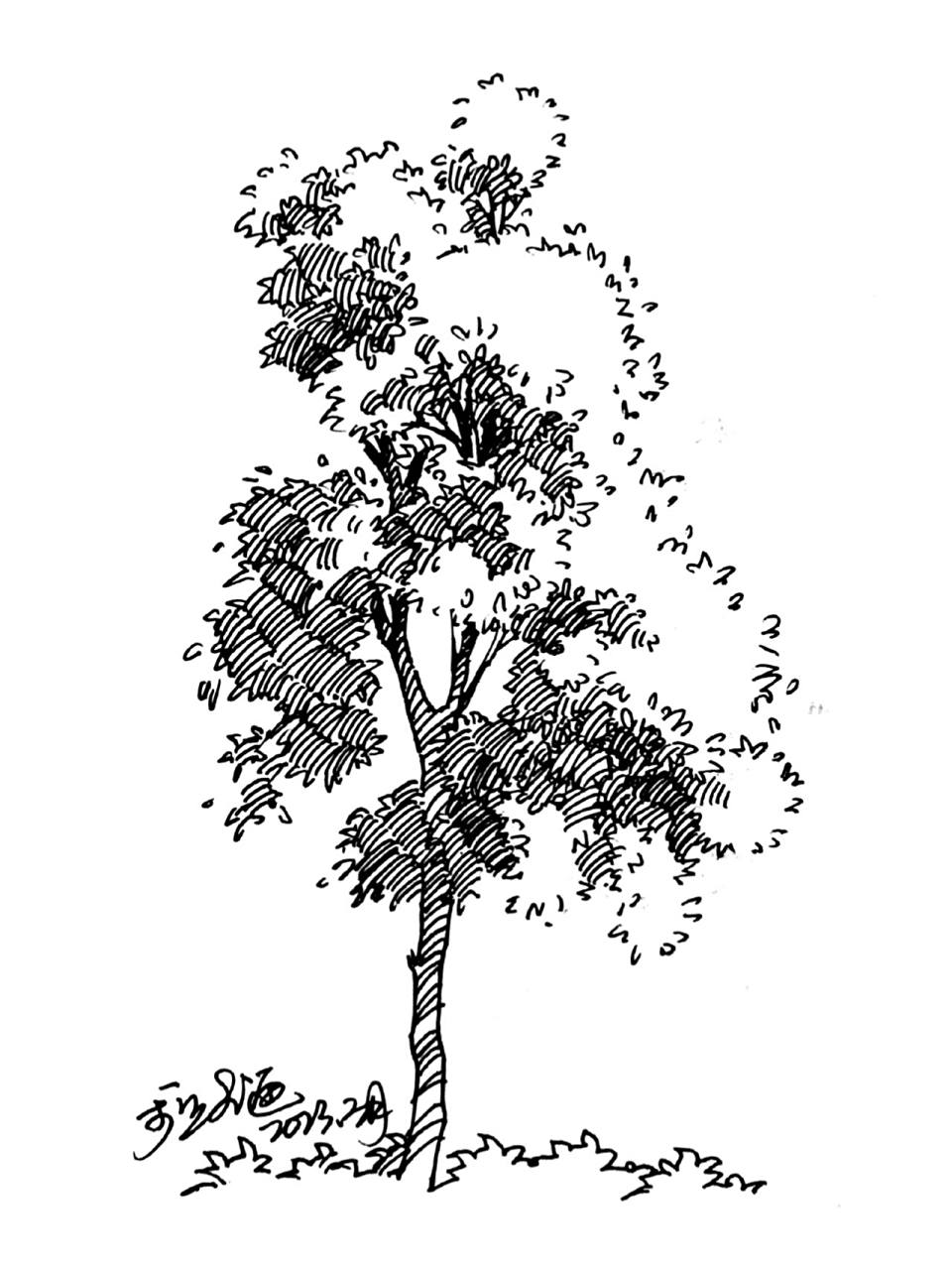 速写‖光影感挺好的树画法