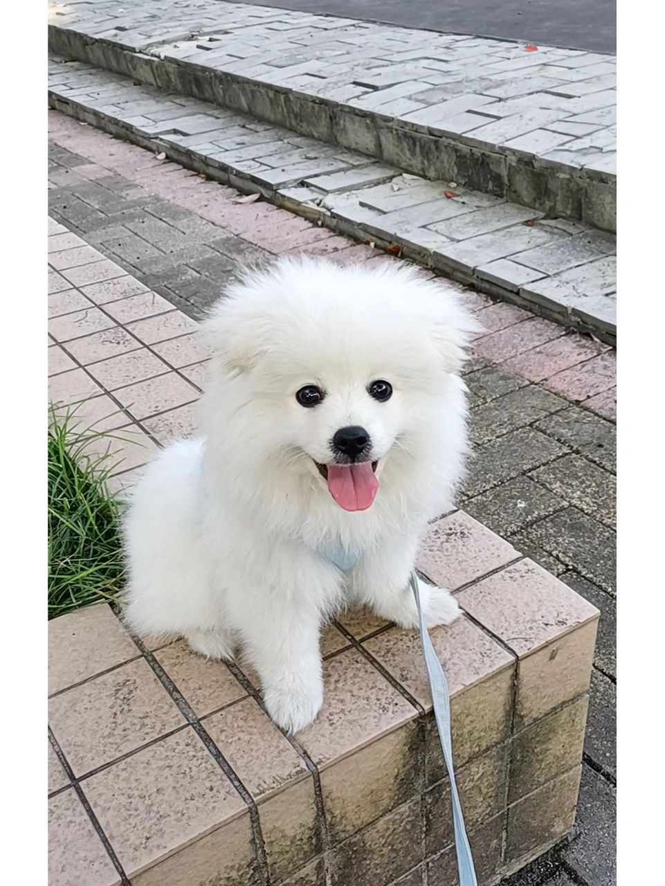 狗妈银狐杂交 狗爸博美,现在三个半月了耳朵还是耷拉着,每次出门燃乙