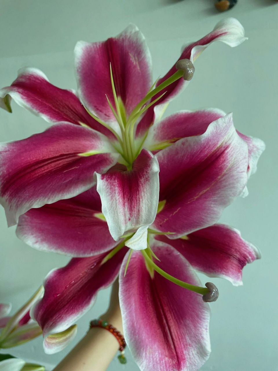 帕拉佐百合vs普拉芬多百合 双头百合,一天天就开了,浓郁的香味,个人