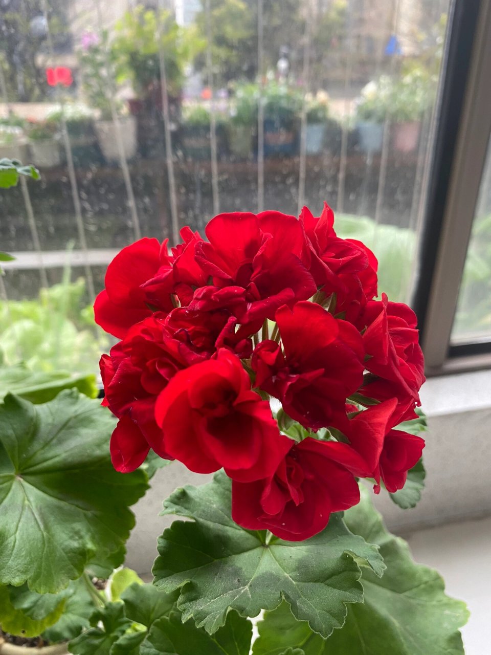 红色天竺葵 去年买的小苗,到现在长的很大了,花一直在开,还一直在冒