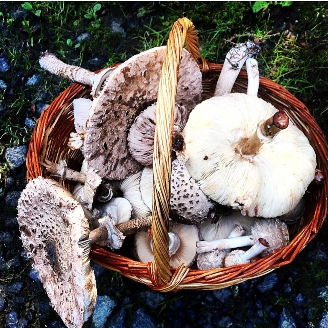 91中文学名:高大环柄菇, 又名白色雨伞菇 91德语学名: gemeiner