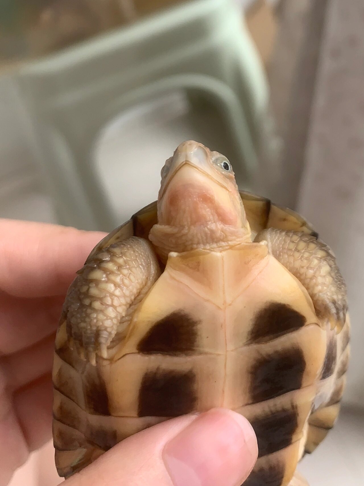 乌龟脖子上长红斑正常吗?