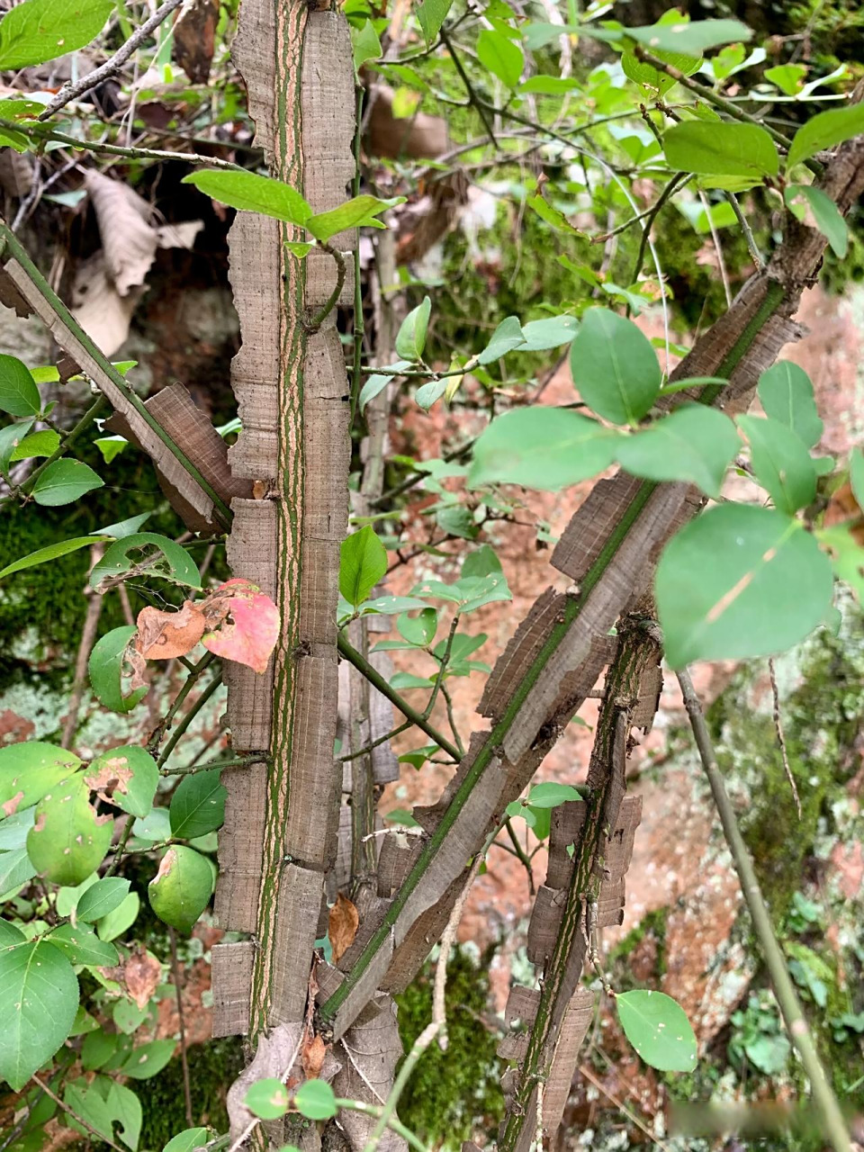 今天上山采了好多鬼箭羽,陕西农村又叫巴树柴,平时随随便便在山上就能