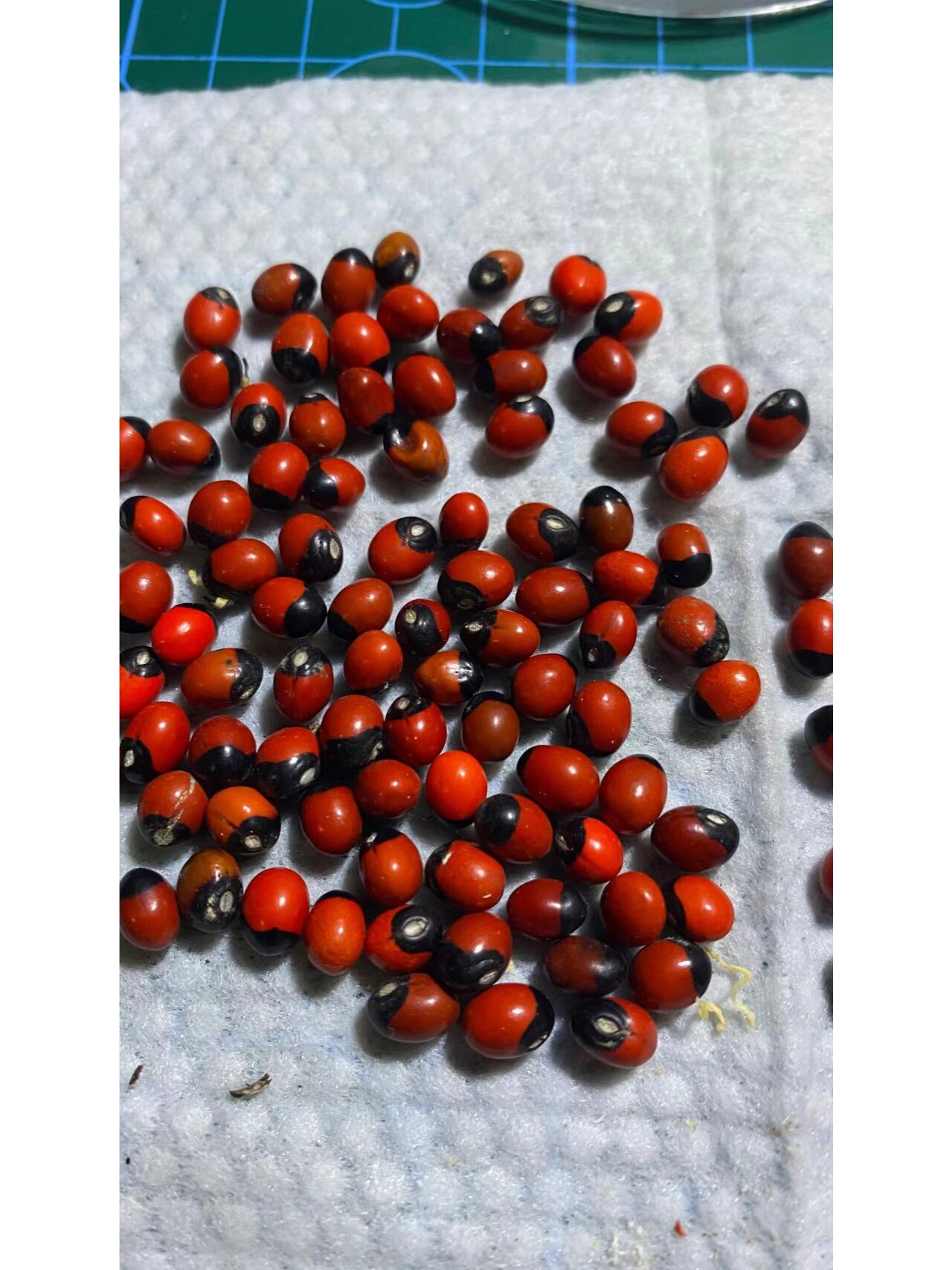 相思子---谨慎盘玩的串