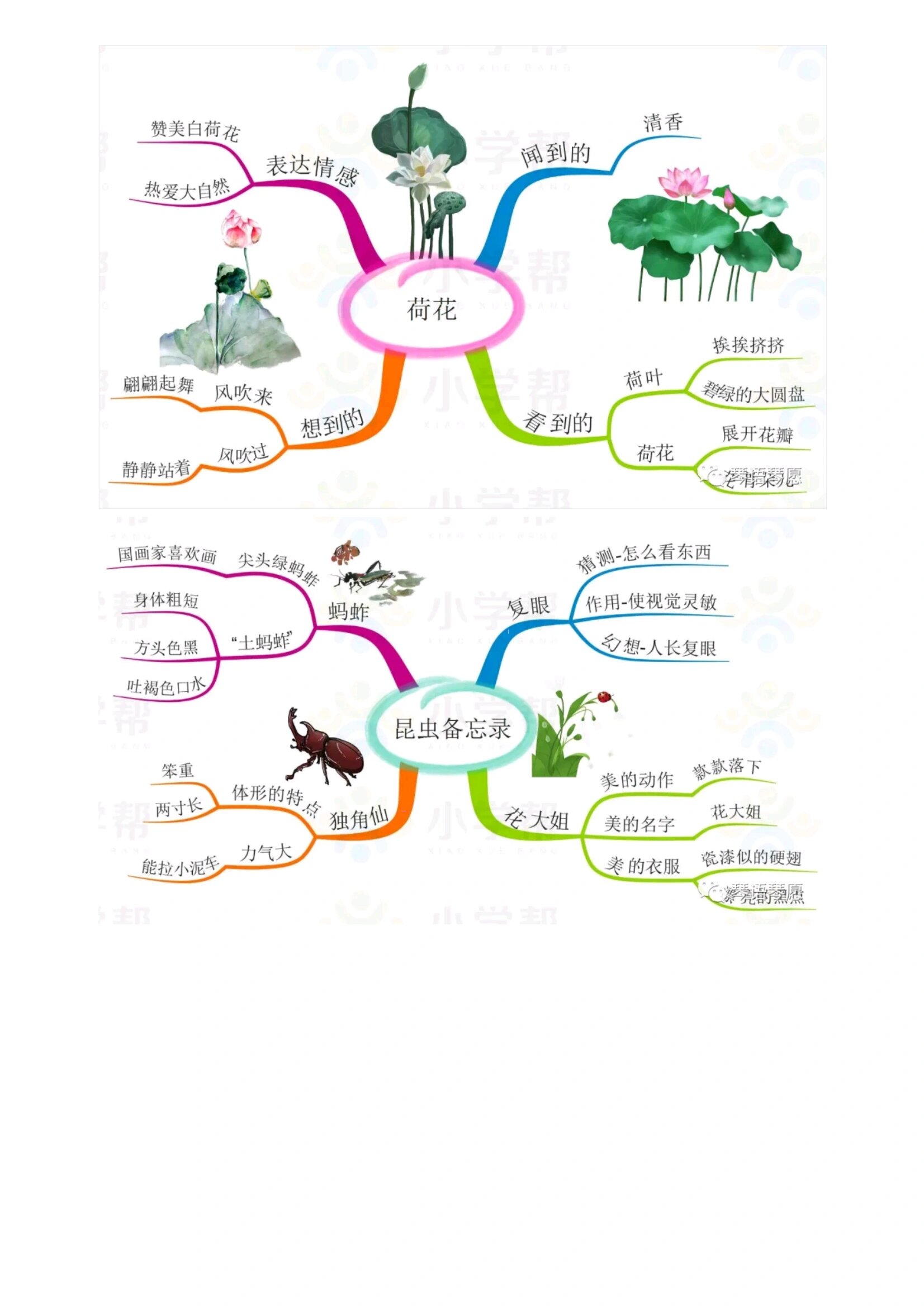 荷花思维导图课文图片
