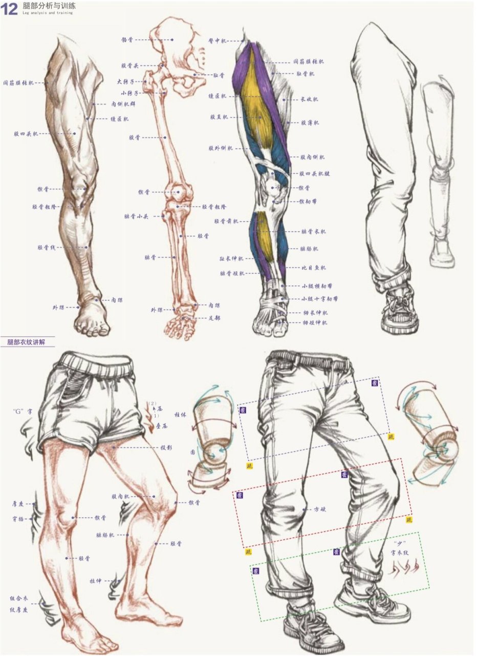 速写腿部 腿部速写解析示范
