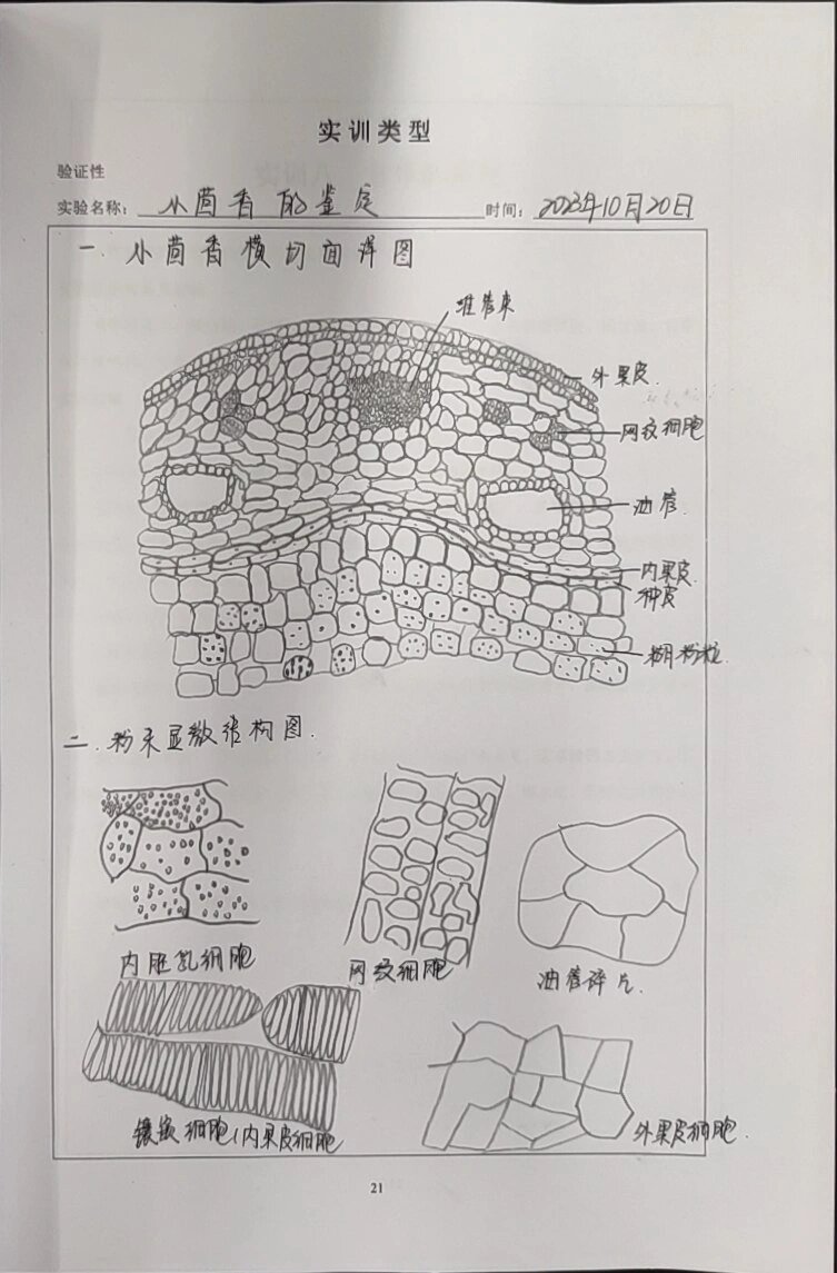 小茴香显微鉴定手绘图图片