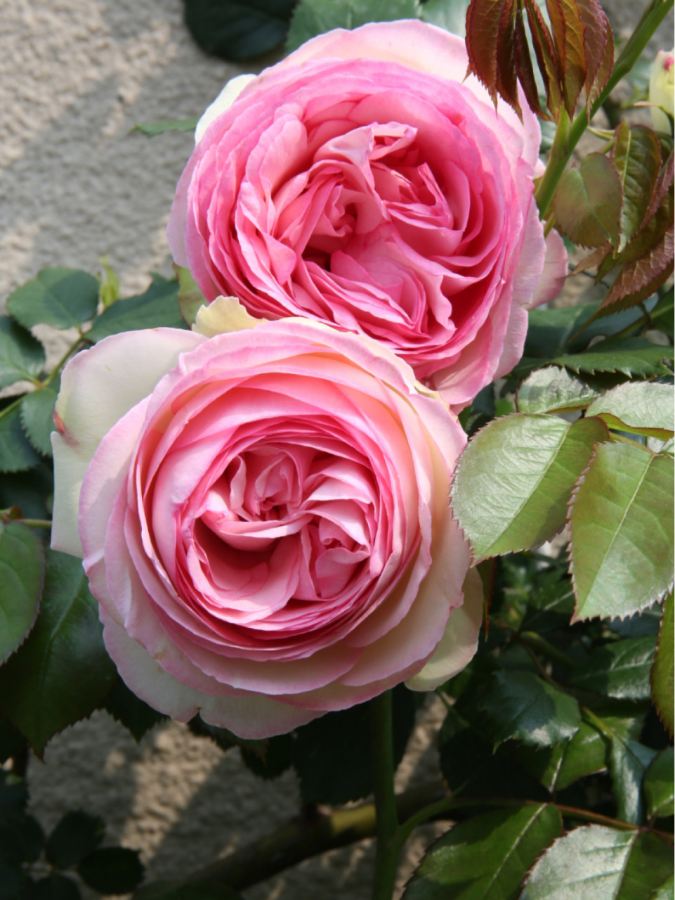 养月季怎么会少了它——粉色龙沙宝石 那些大咖们都在夸粉龙,去年我也