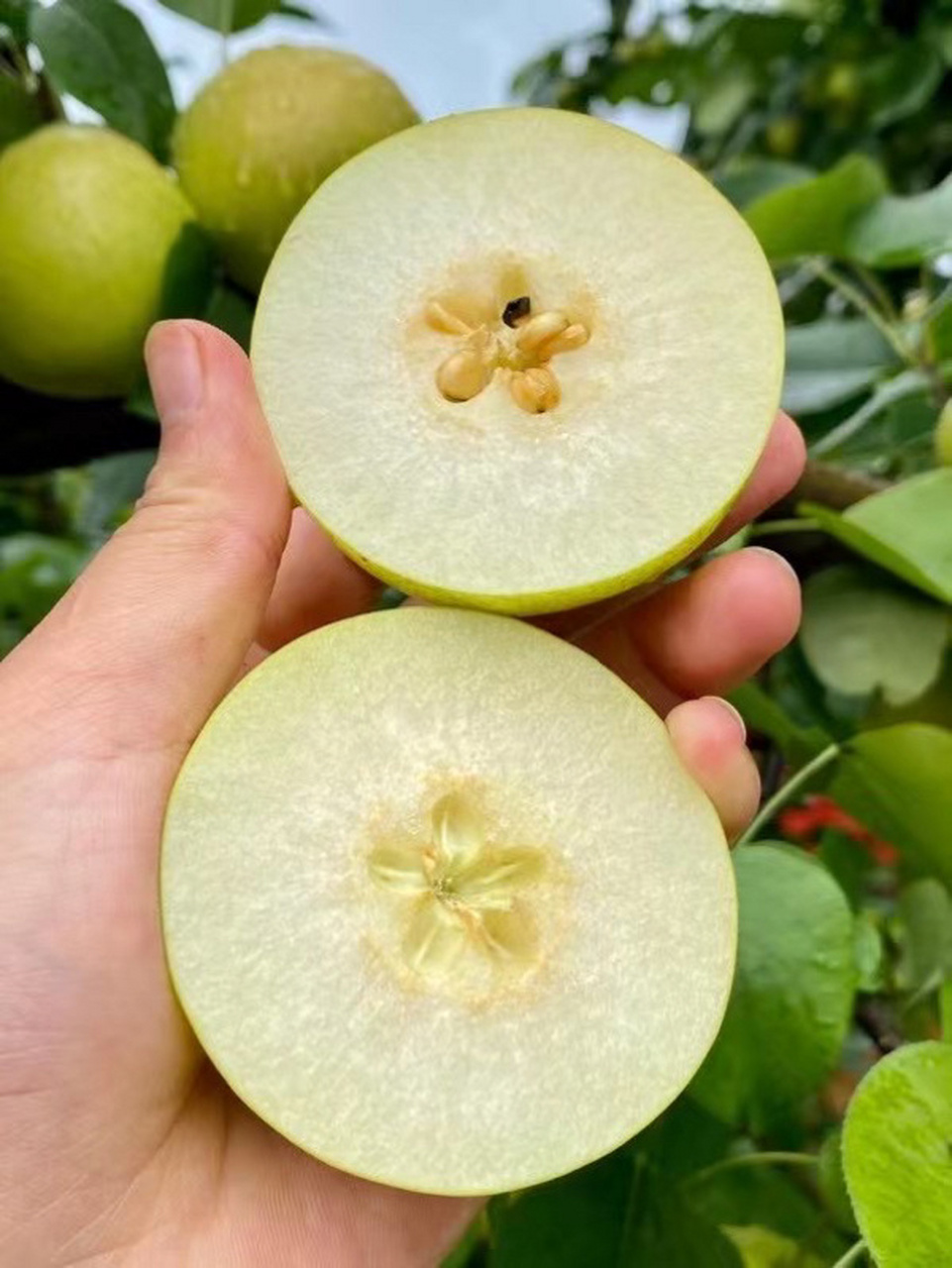 泸西高原梨 因为果园的分布都是在那高海拔的山里,常年云雾缭绕,雨水