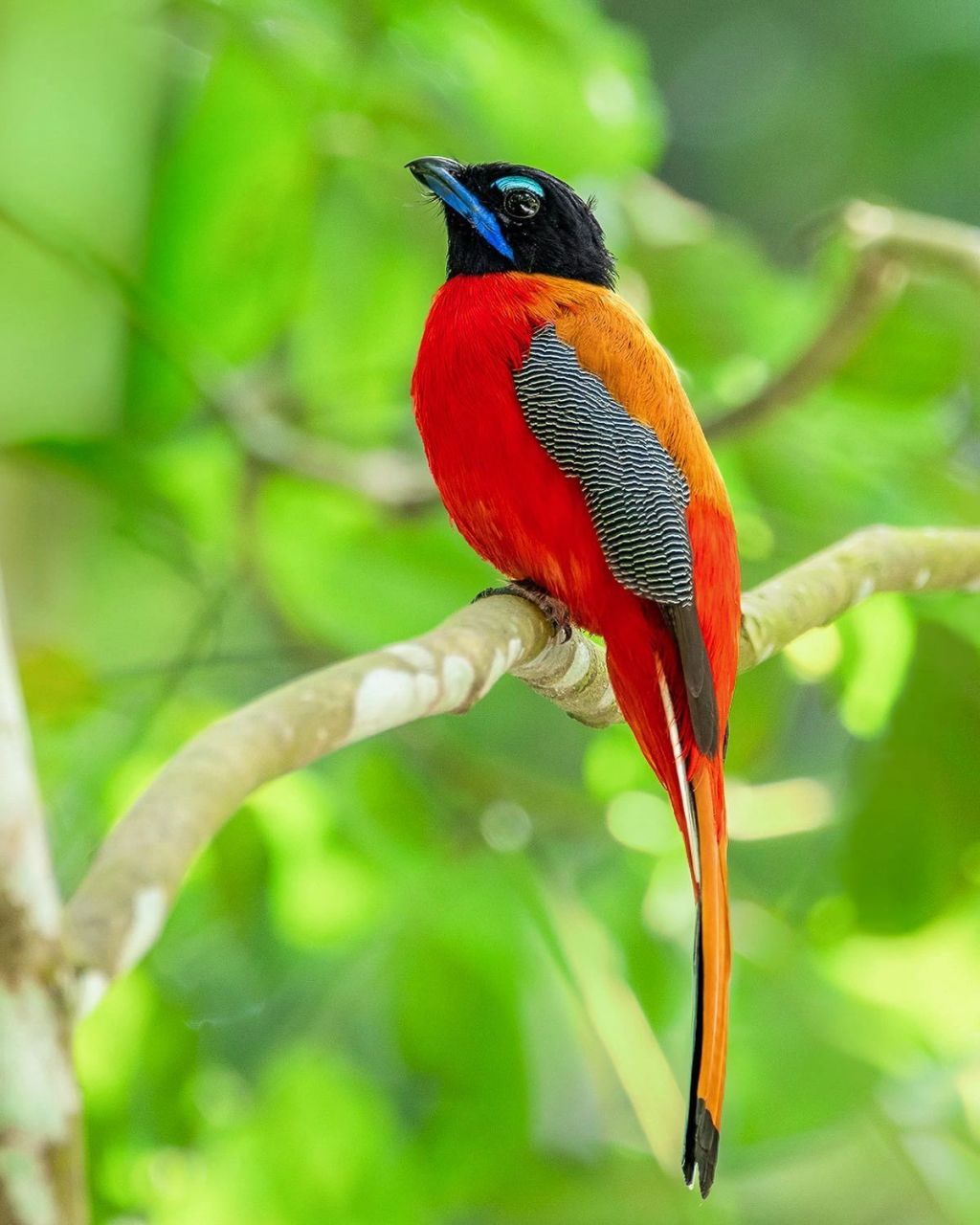 鸟类图鉴|黑头咬鹊