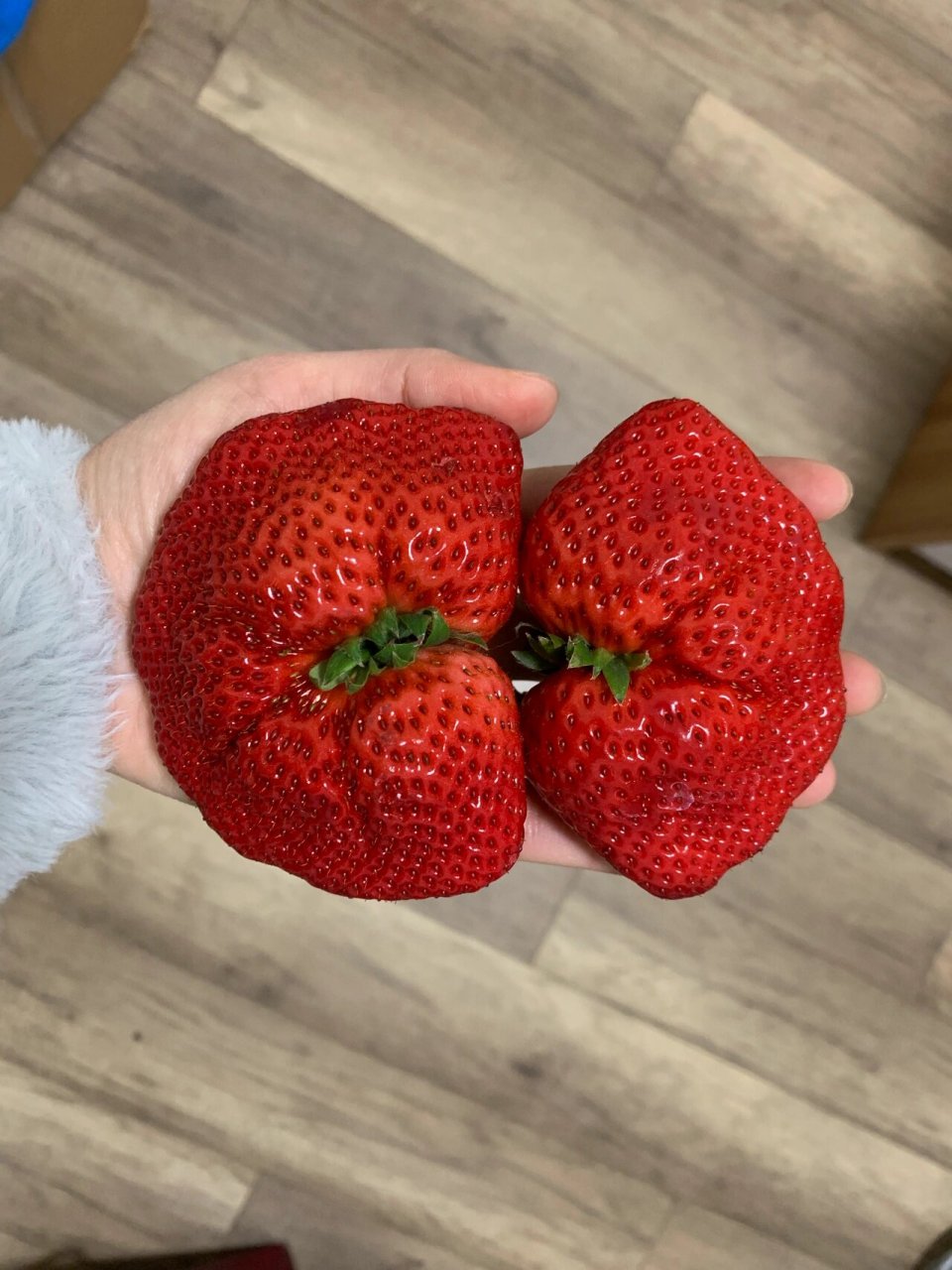 多倍体大草莓 畸形的大草莓就是多倍体育种的结果 我们知道,大多数的