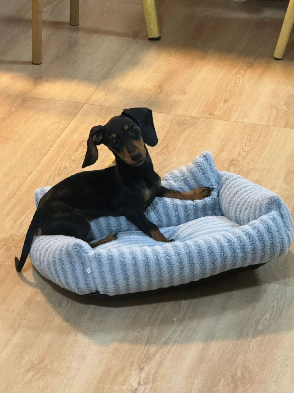 腊肠犬# #养狗# #迷你腊肠犬# #迷你短毛腊肠犬